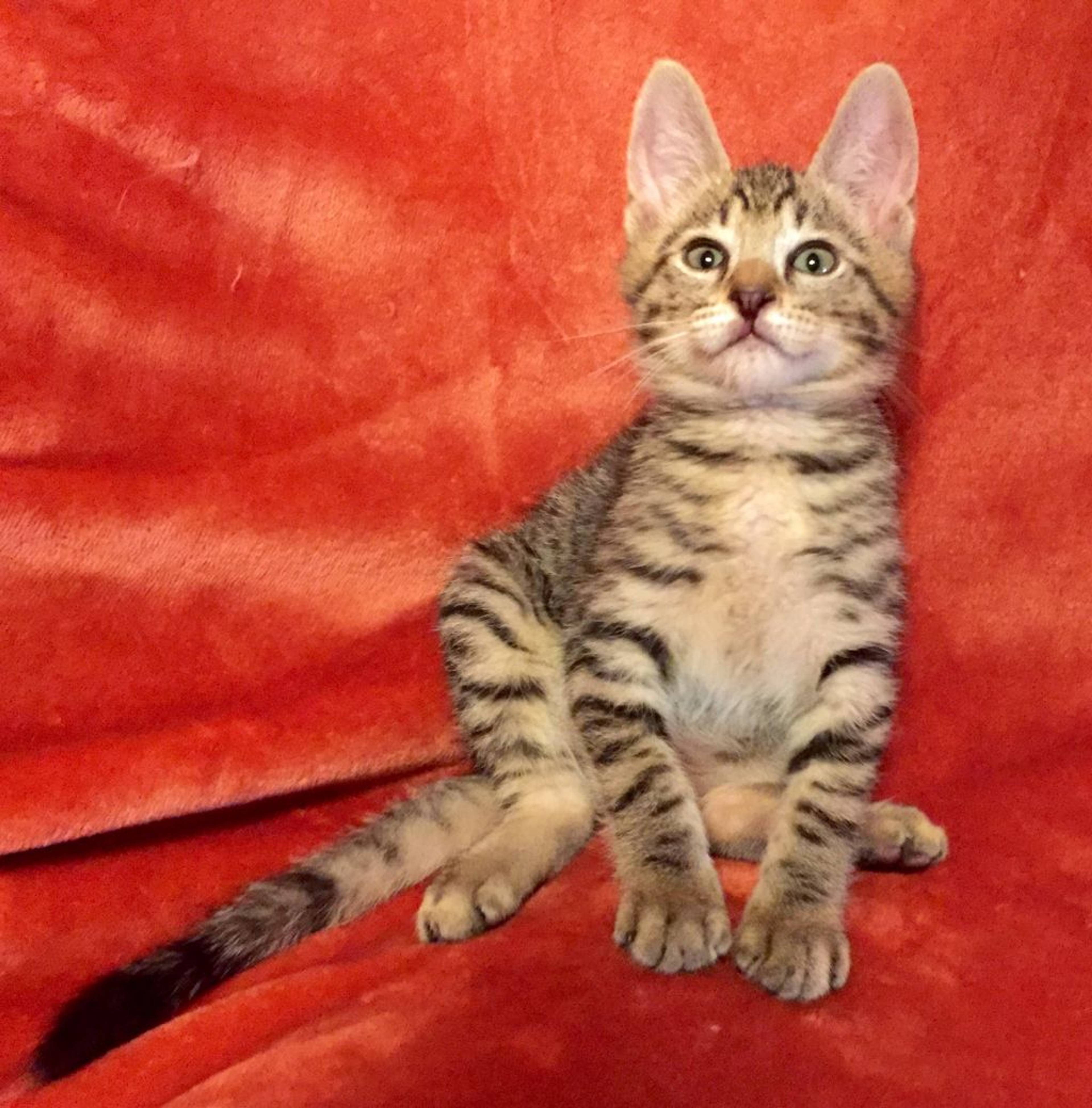 雑種（ミックス猫）・オスの里親募集の写真