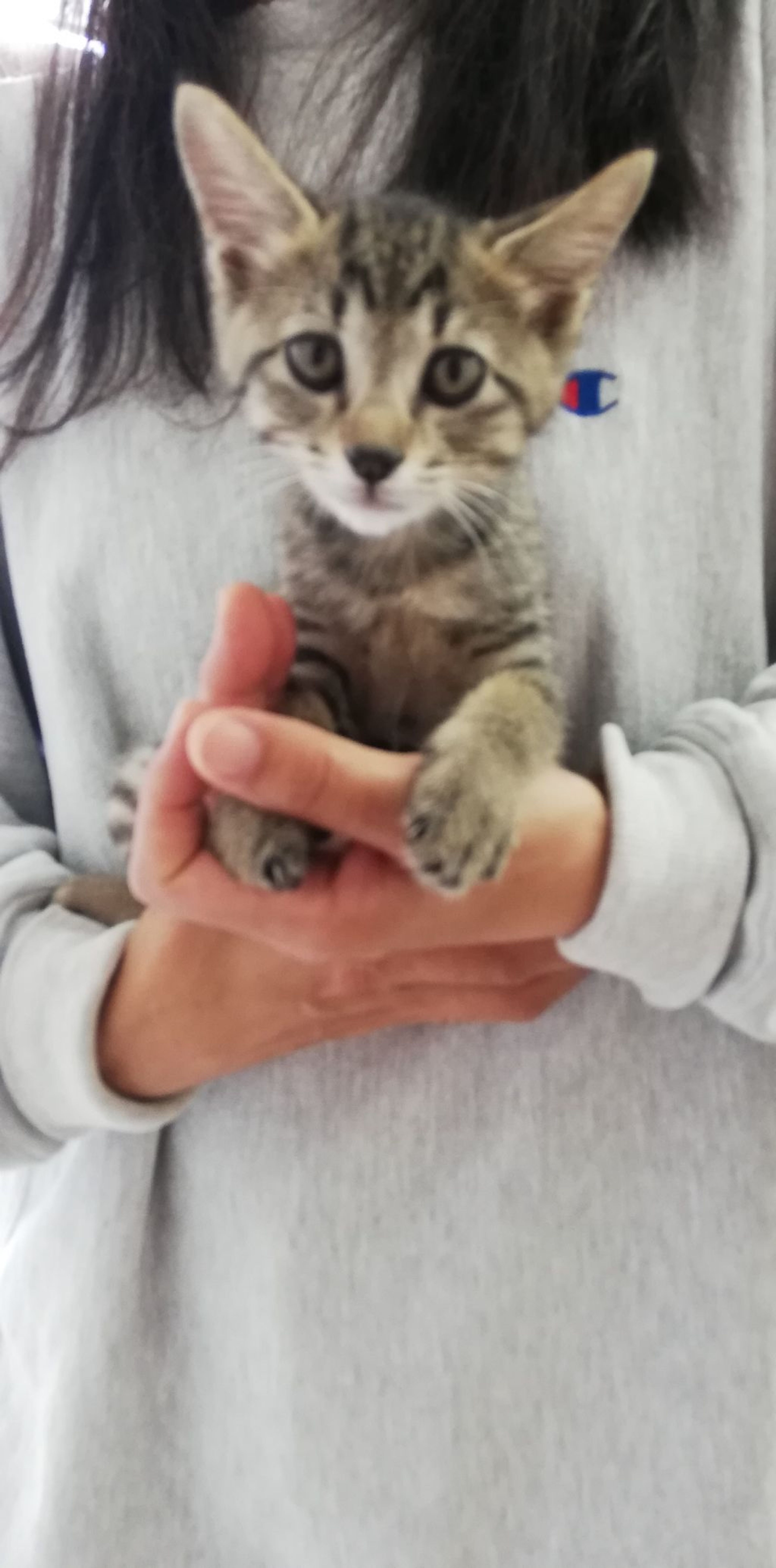 pet-image-2