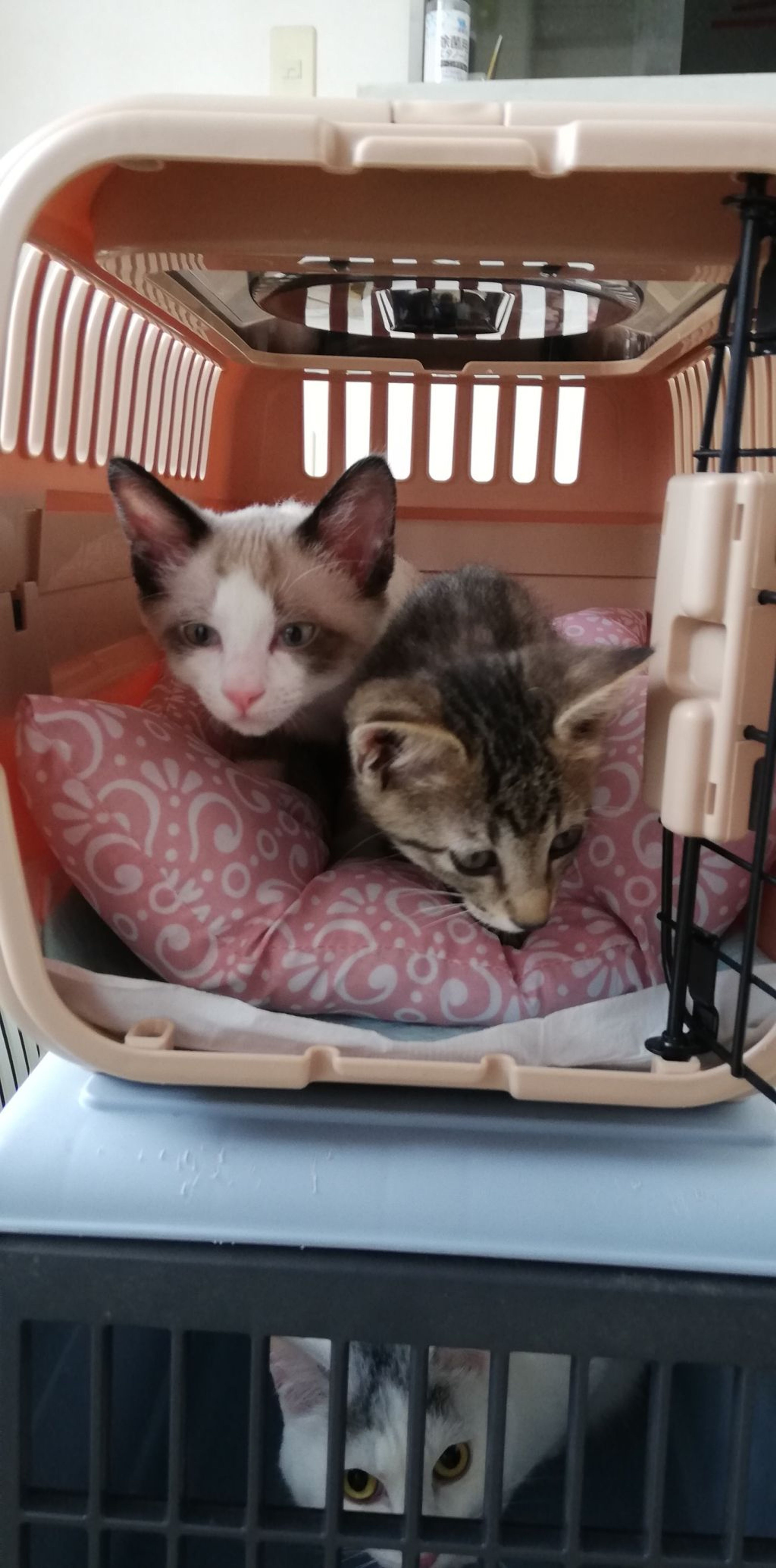 pet-image-3