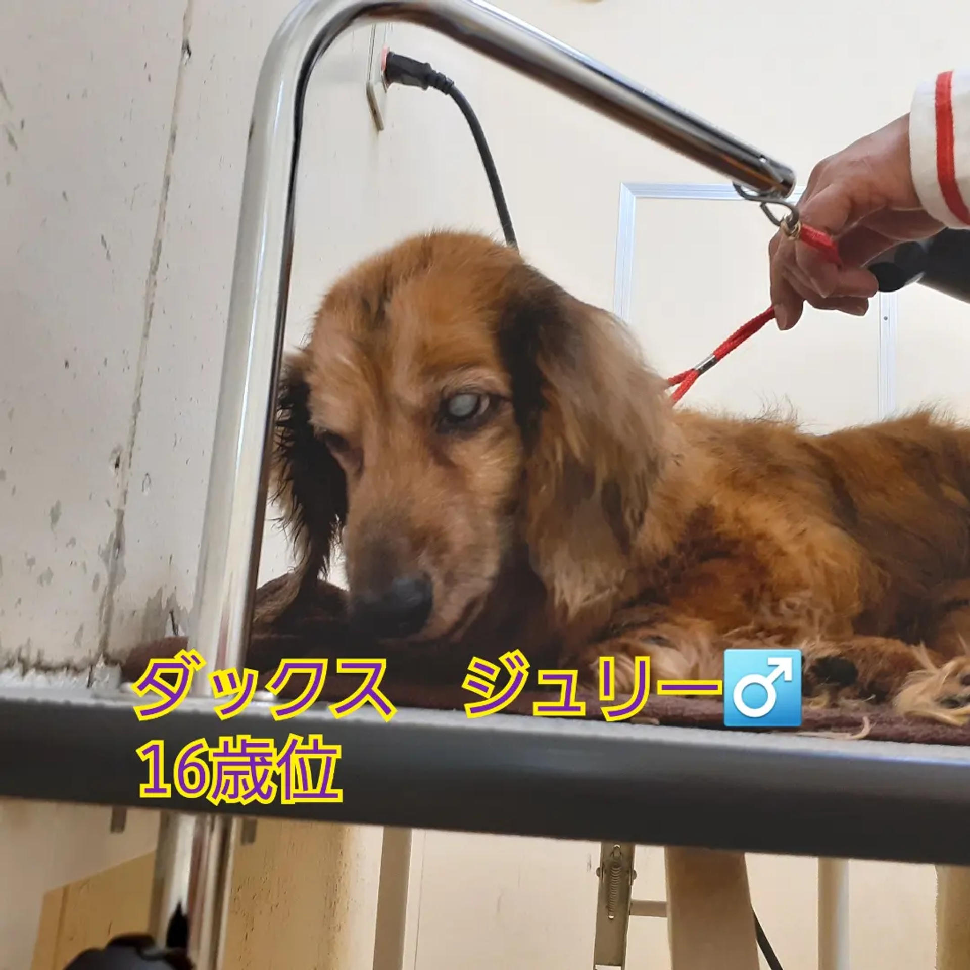 pet-image-2