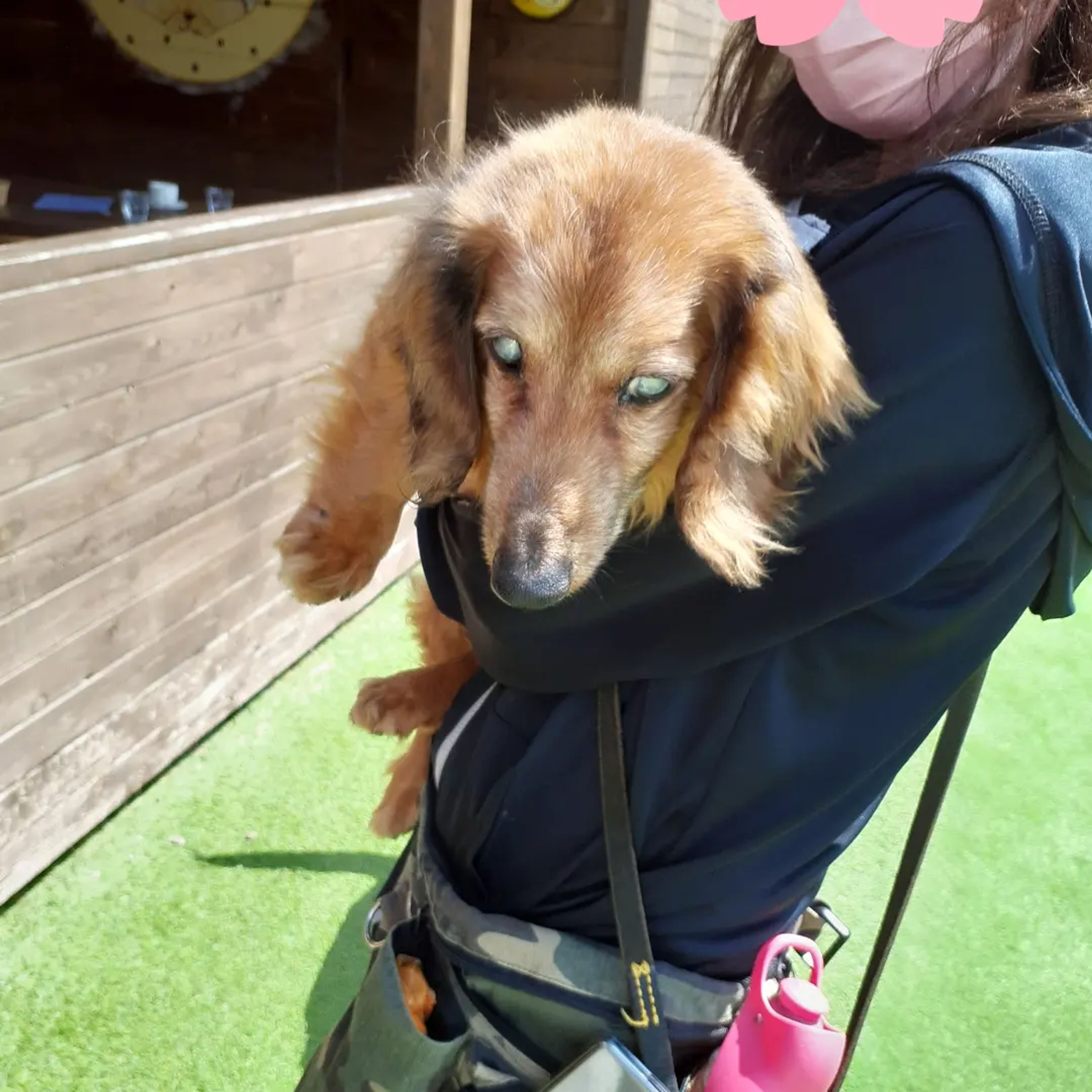 pet-image-4