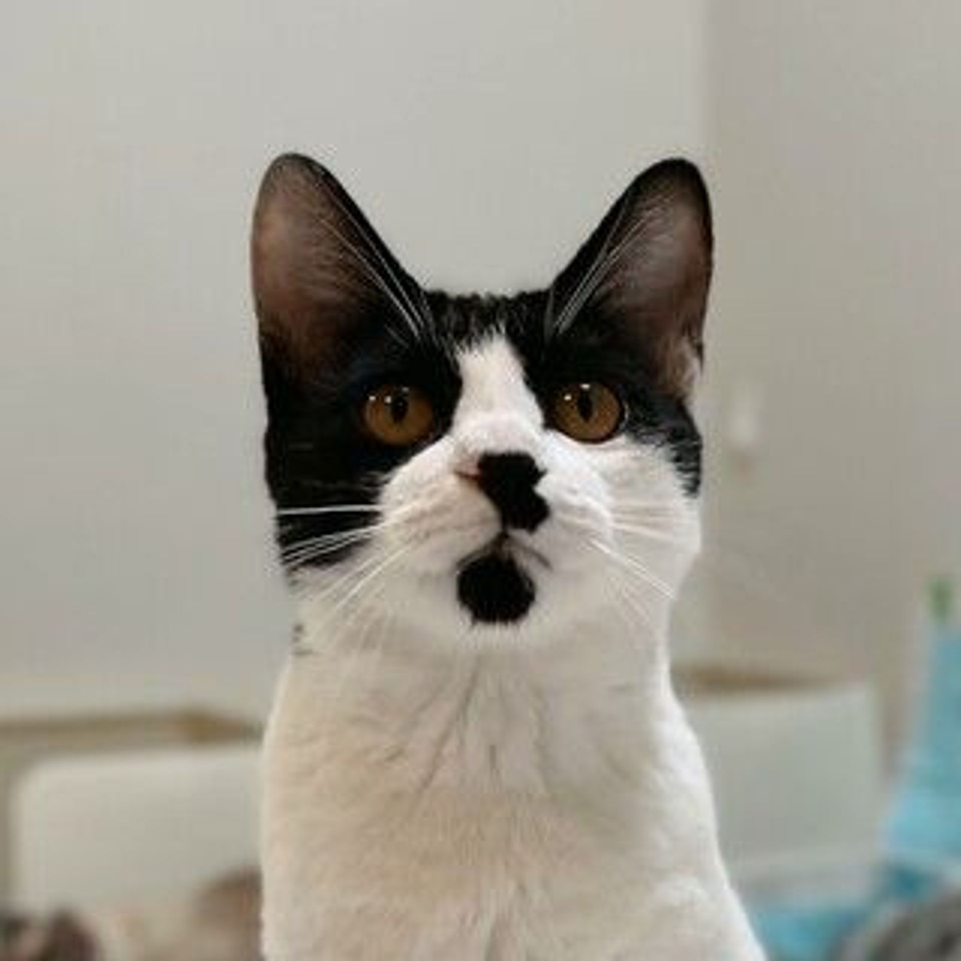 雑種（ミックス猫）・メスの里親募集の写真