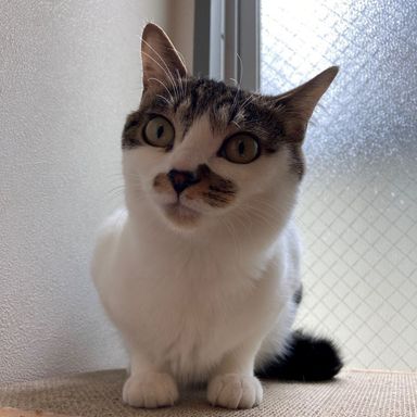 チビの写真