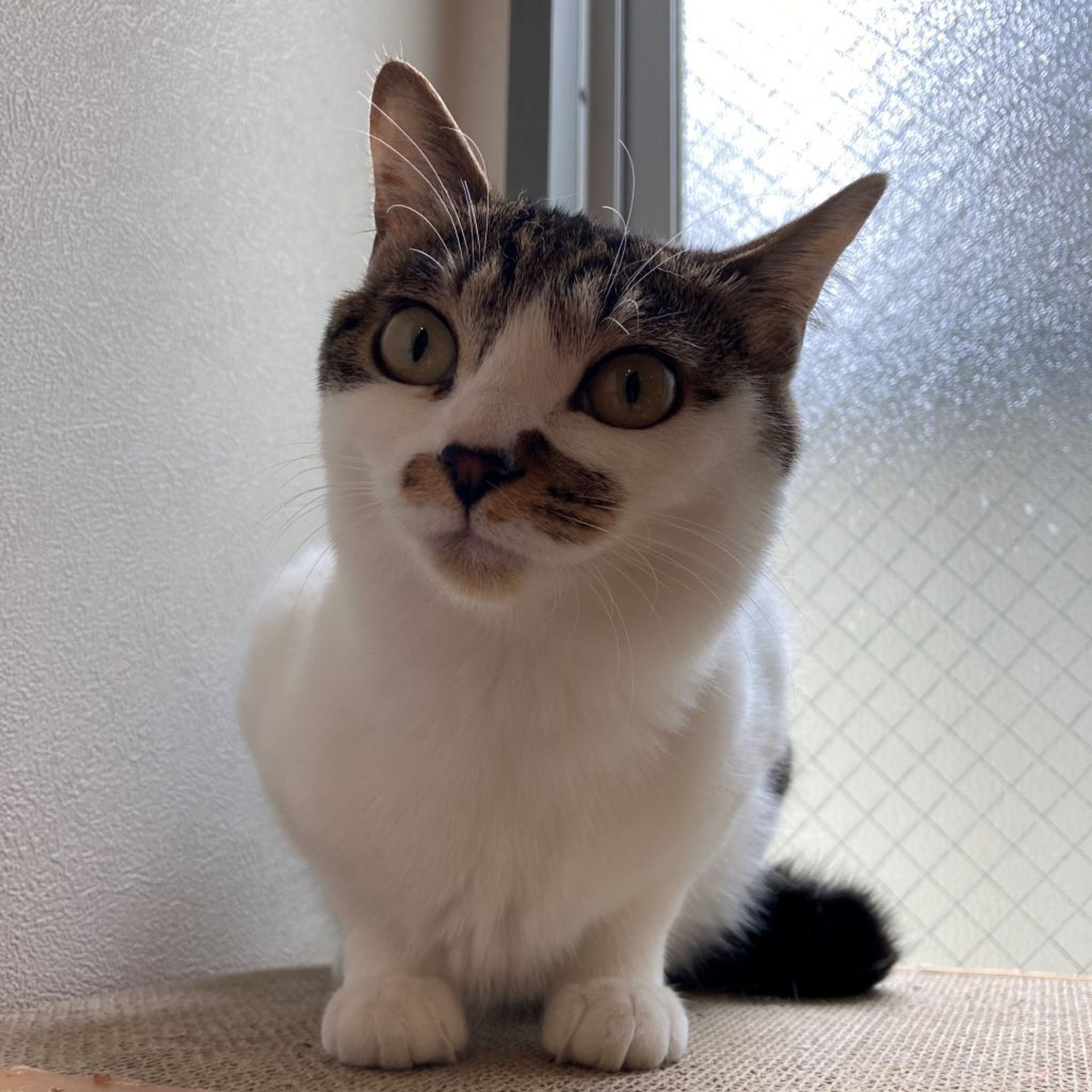 雑種（ミックス猫）・メスの里親募集の写真