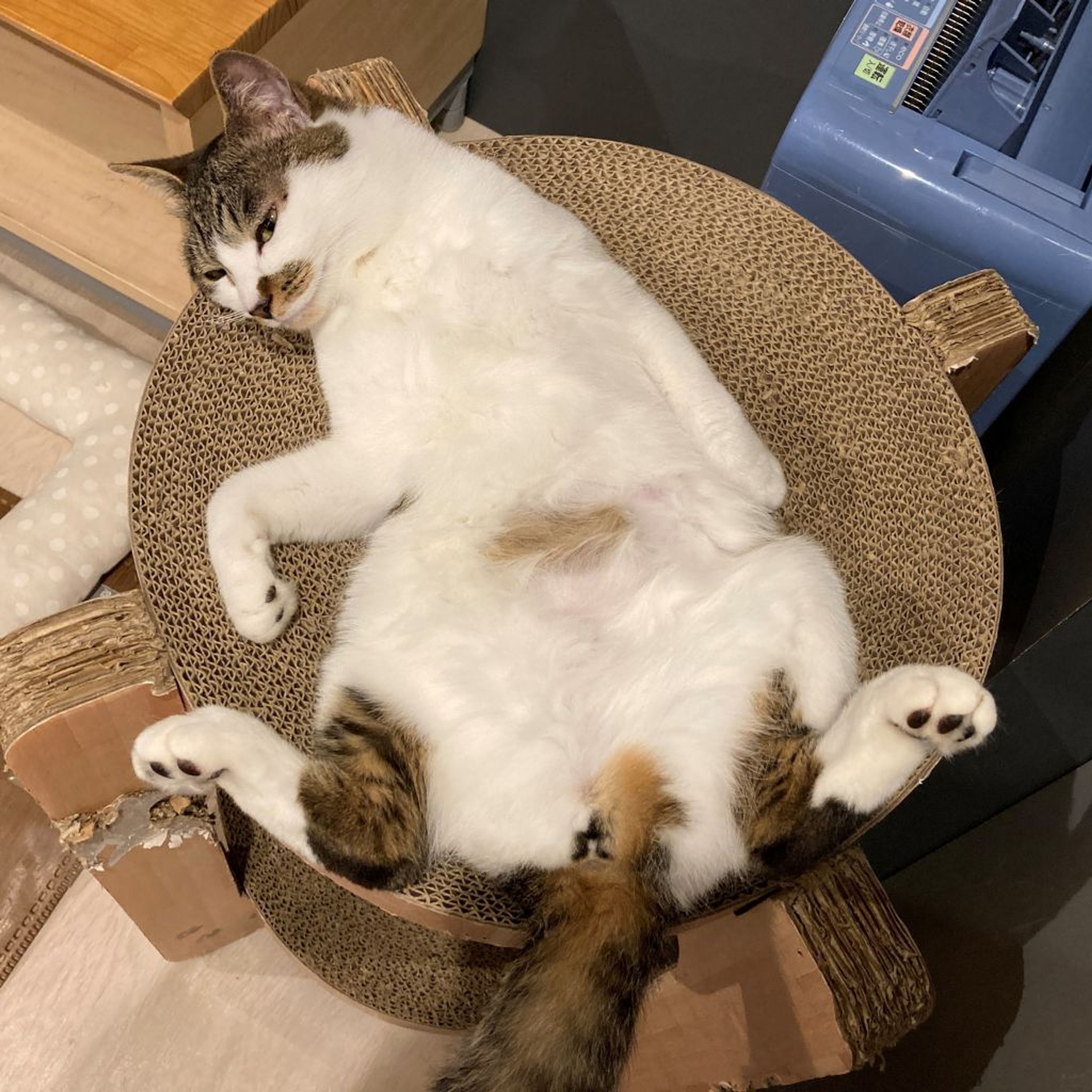 pet-image-2