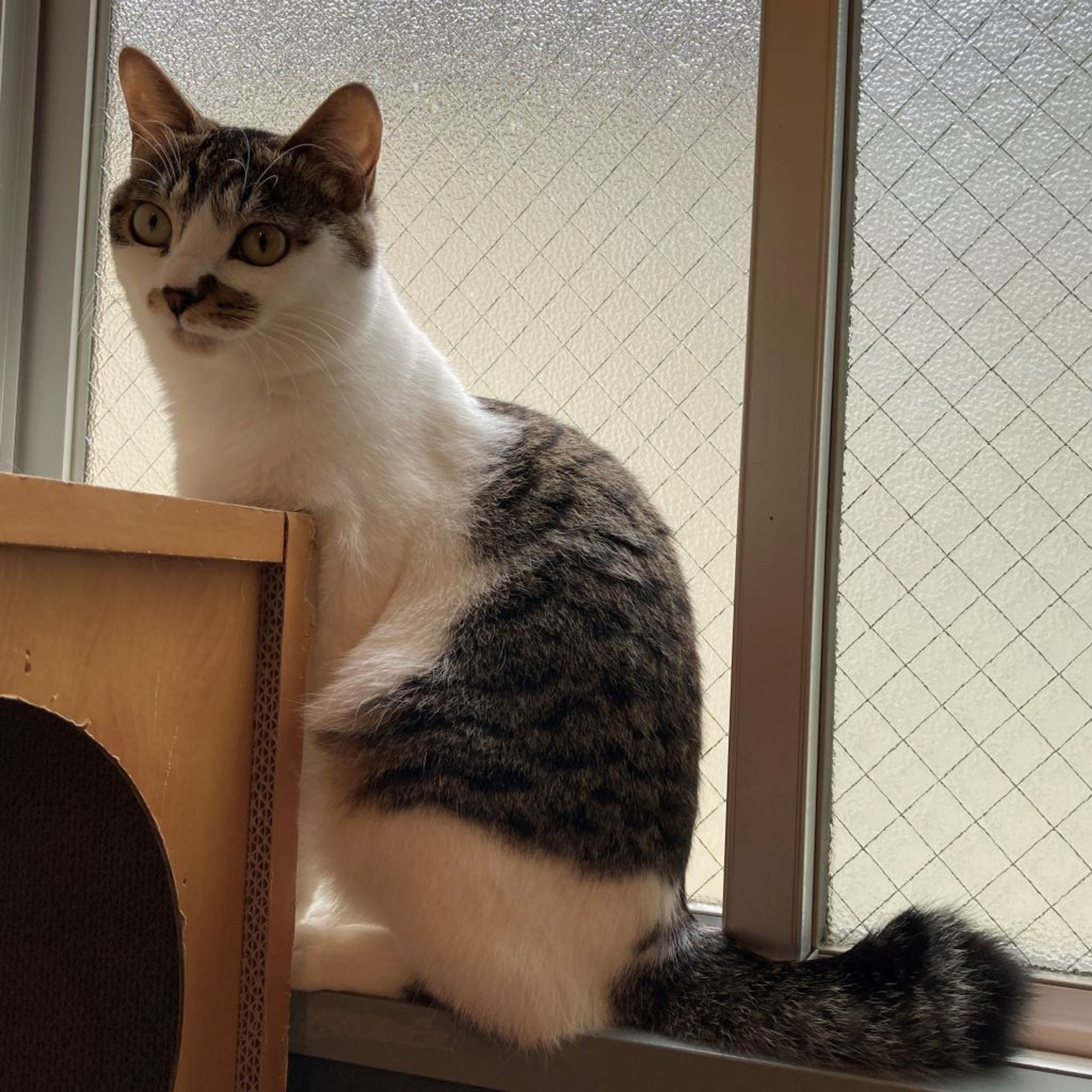 pet-image-3