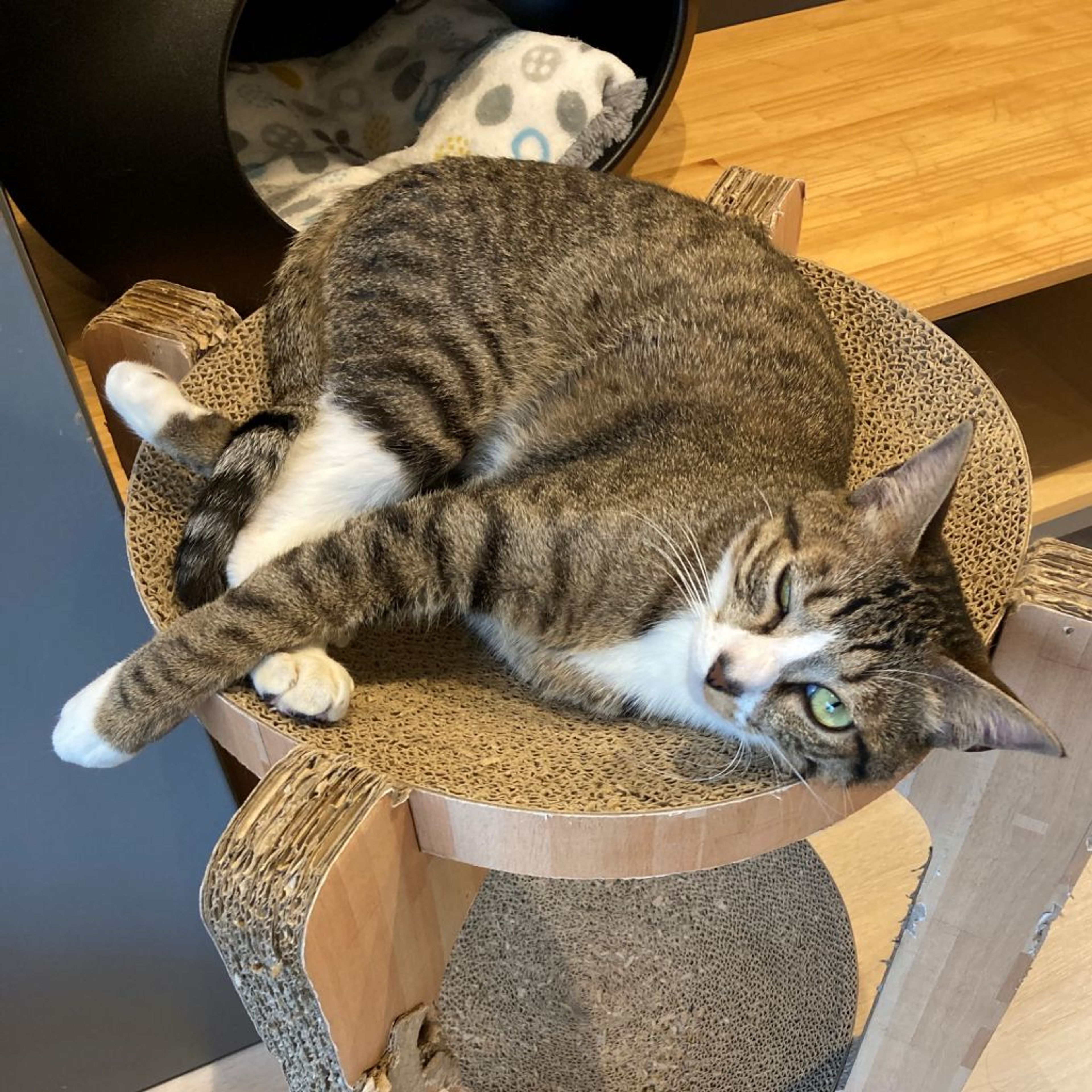 pet-image-3