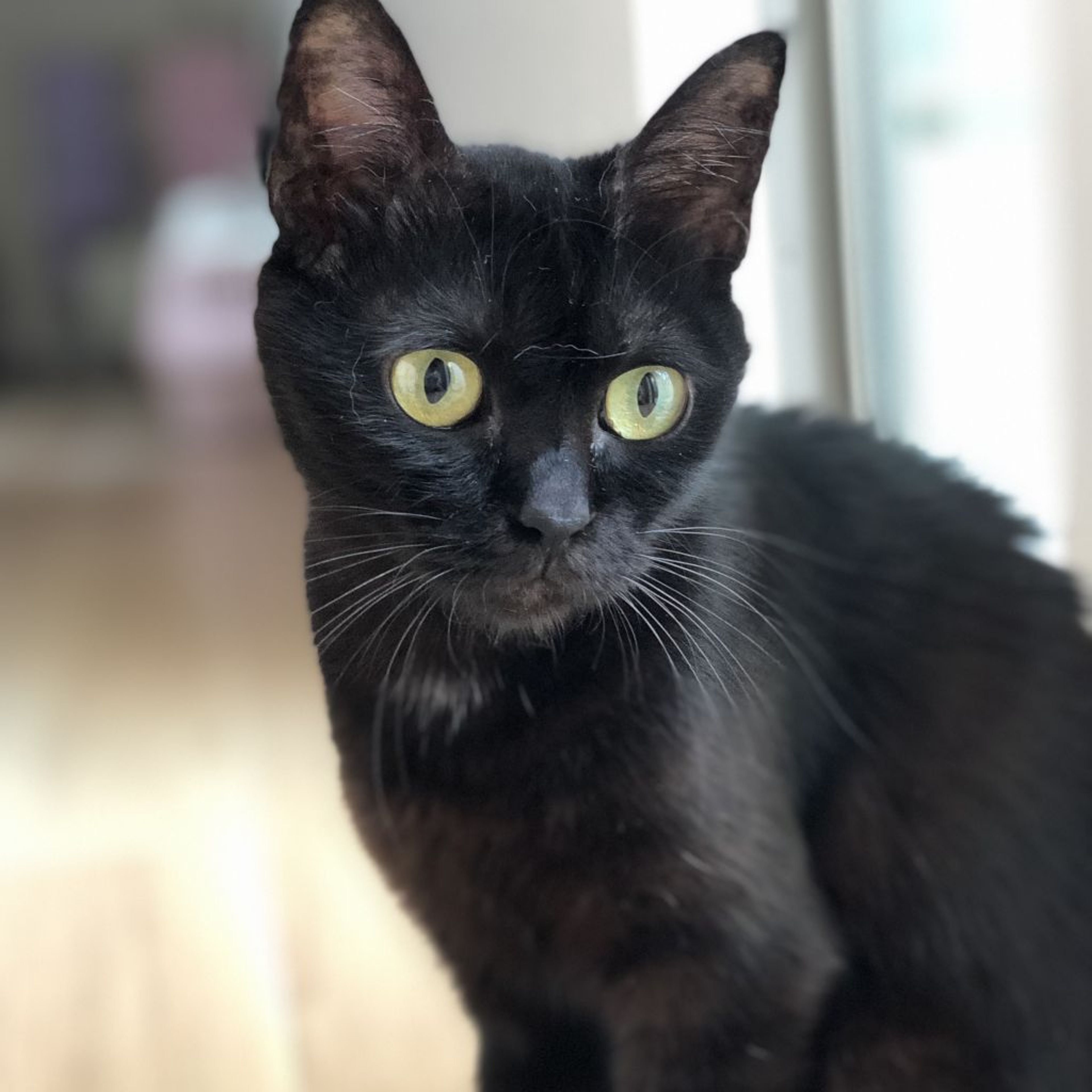 雑種（ミックス猫）・メスの里親募集の写真