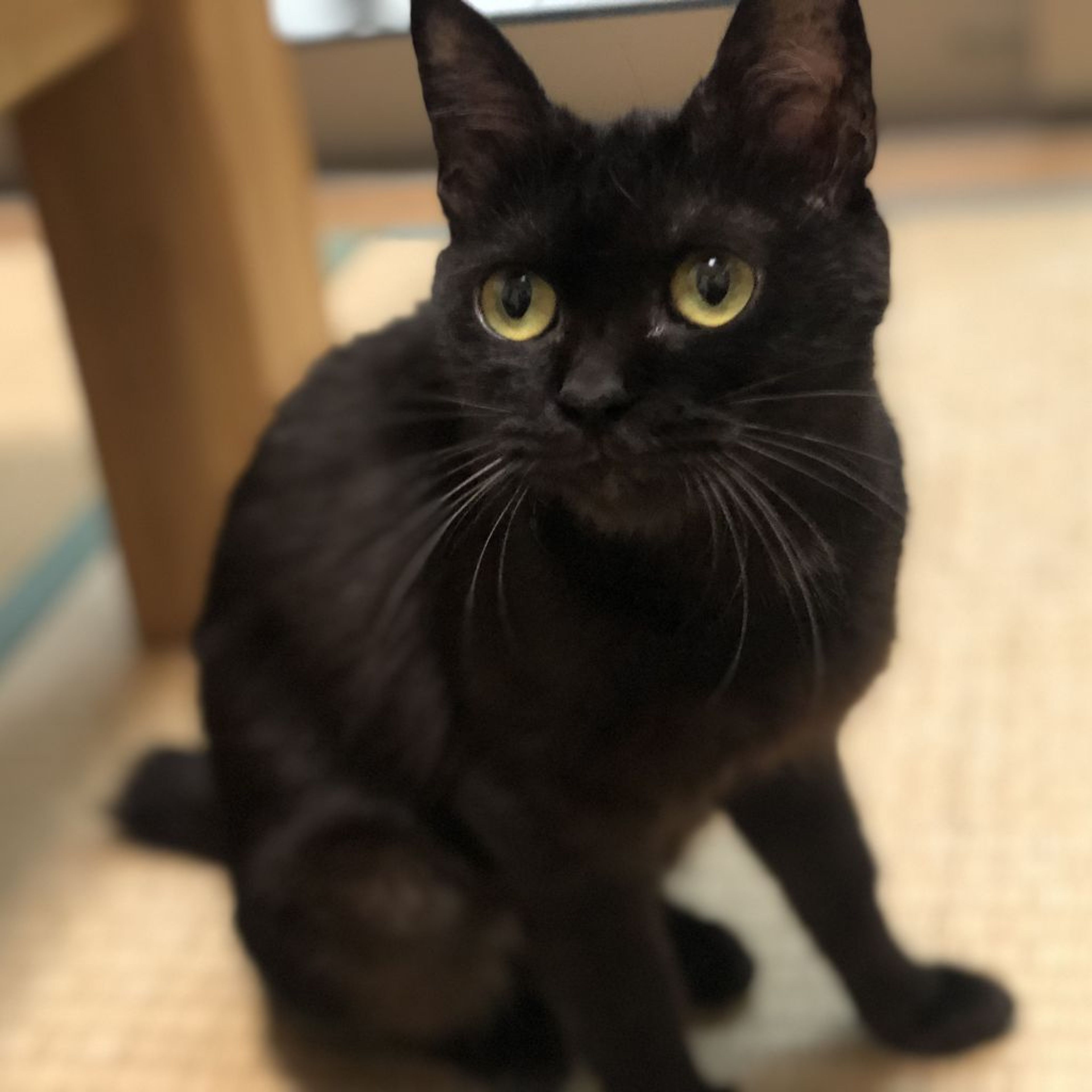 pet-image-3