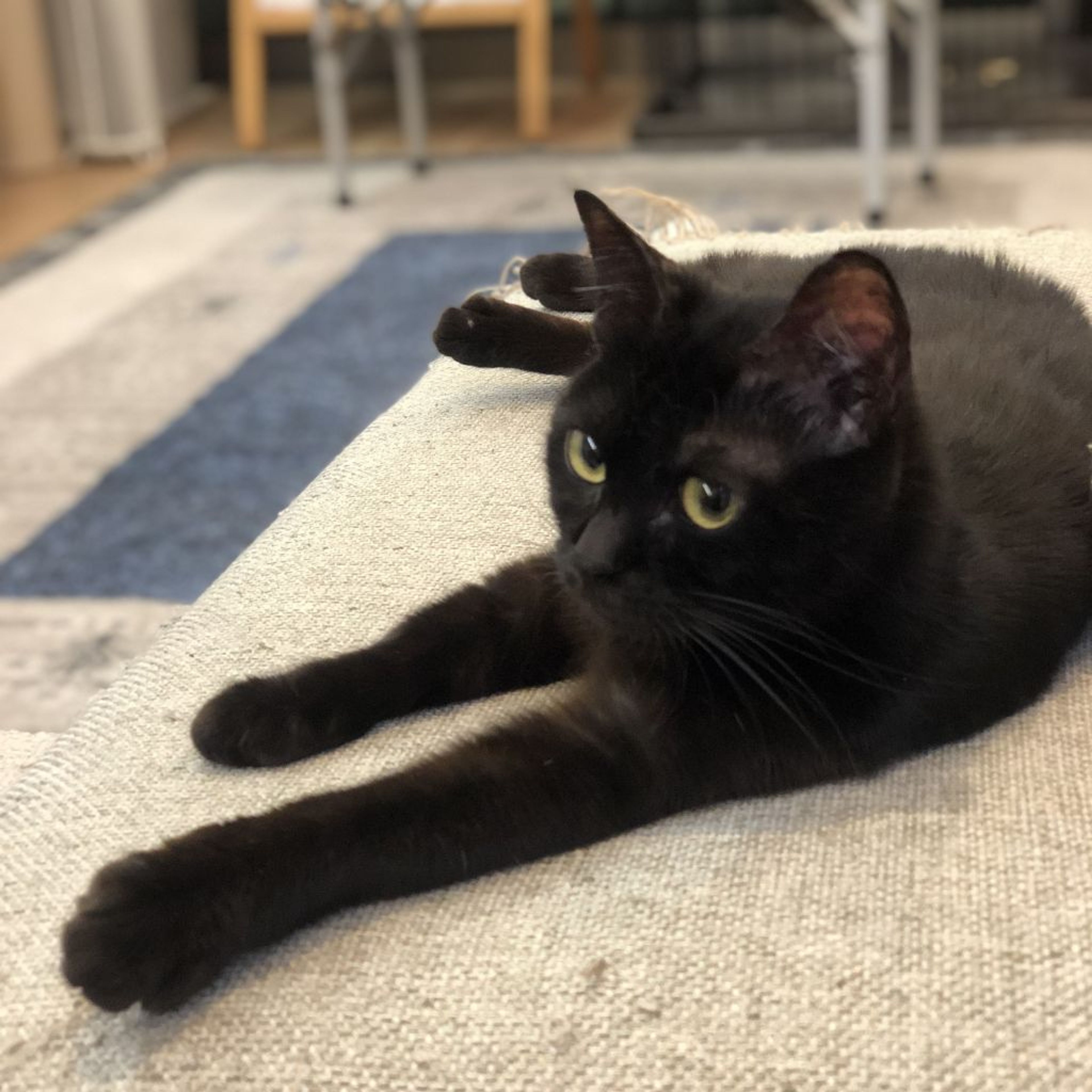 pet-image-5