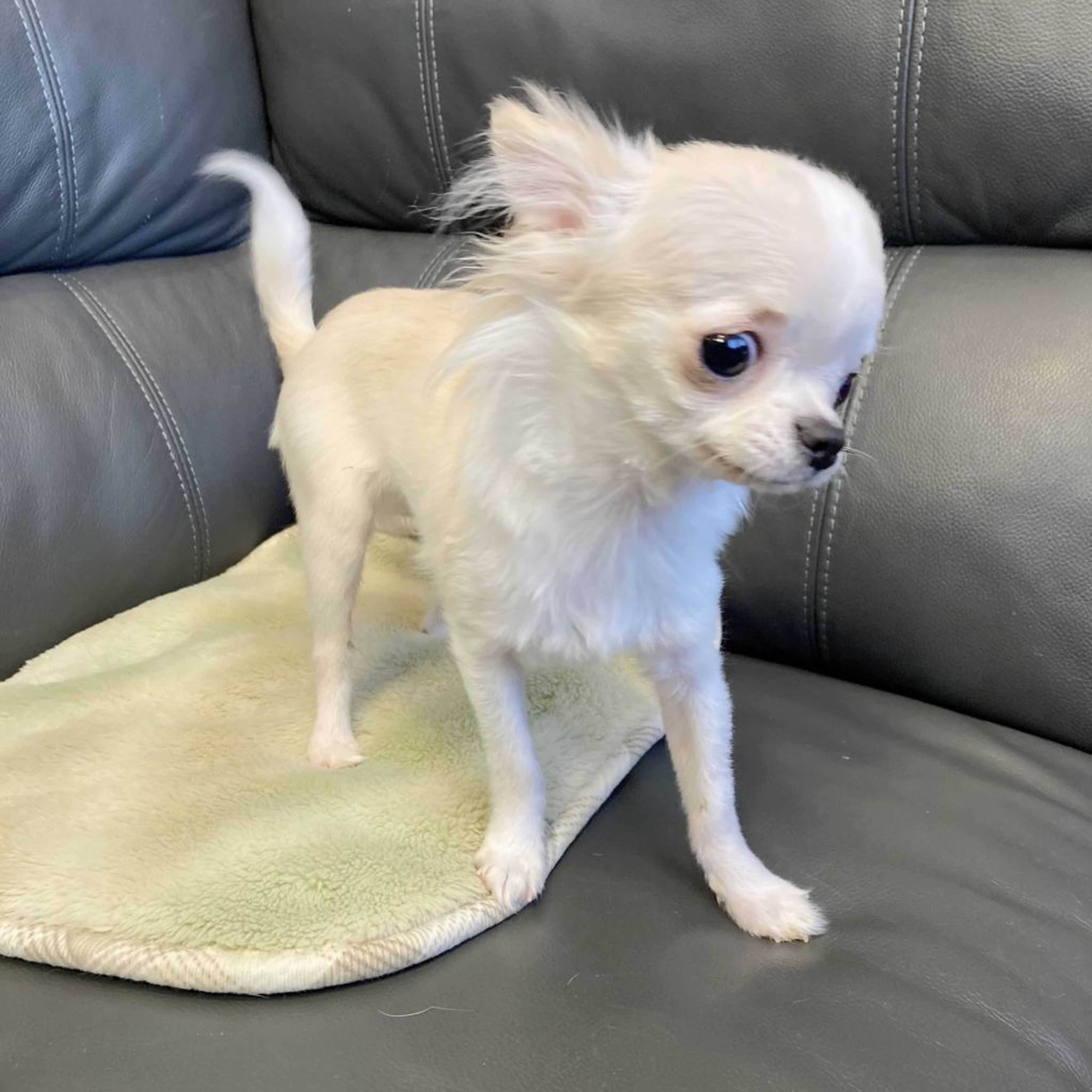 pet-image-3