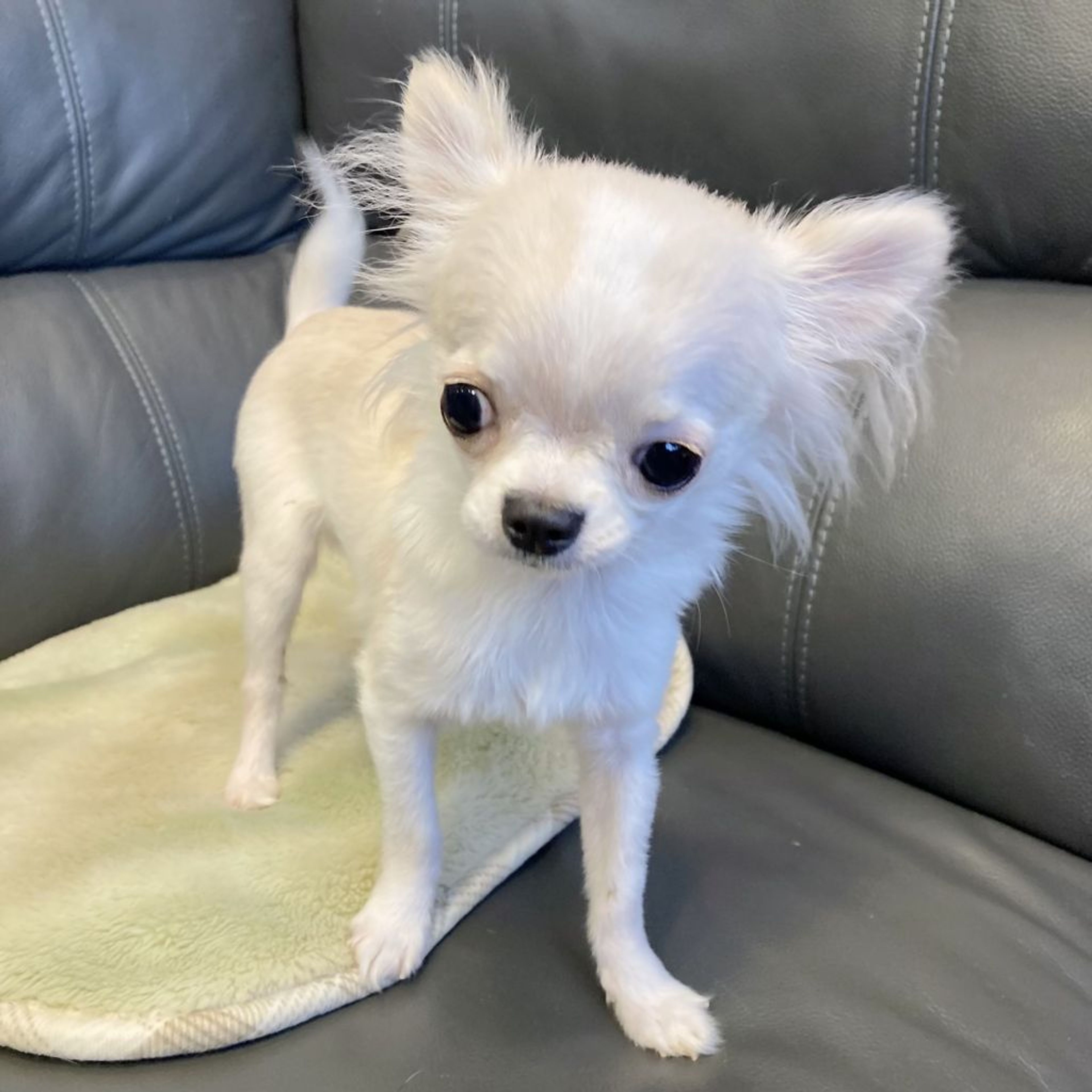 pet-image-4