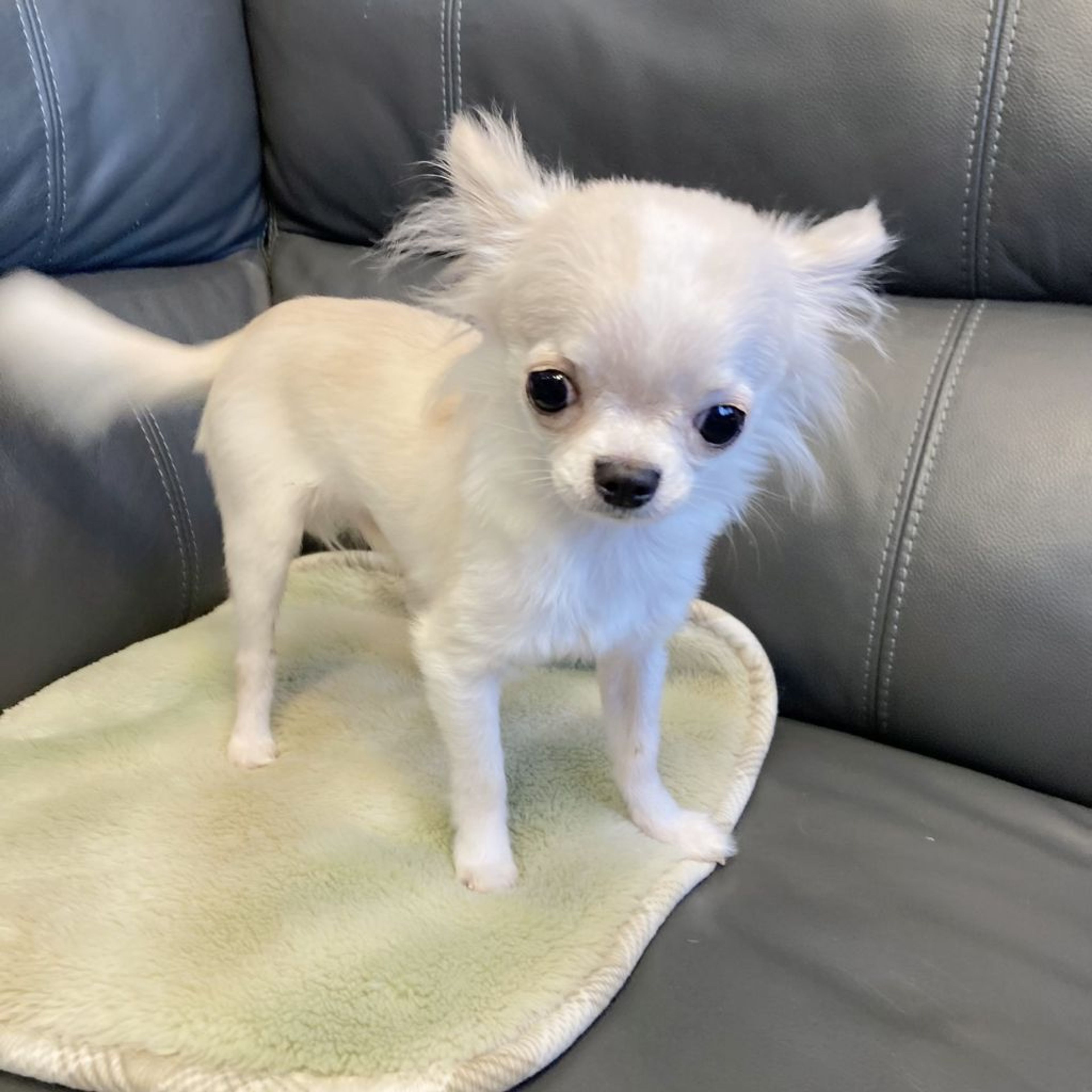 pet-image-5