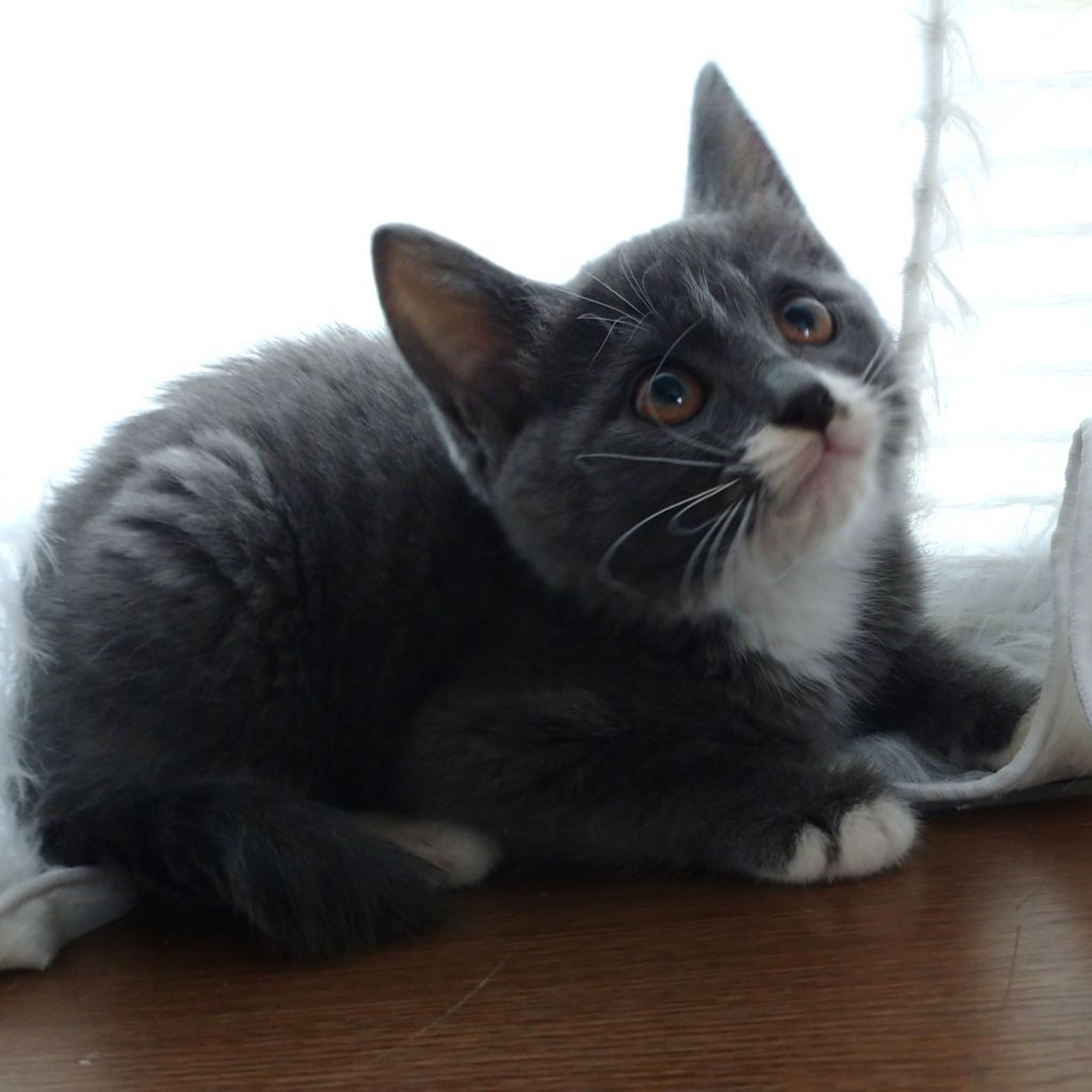 pet-image-2