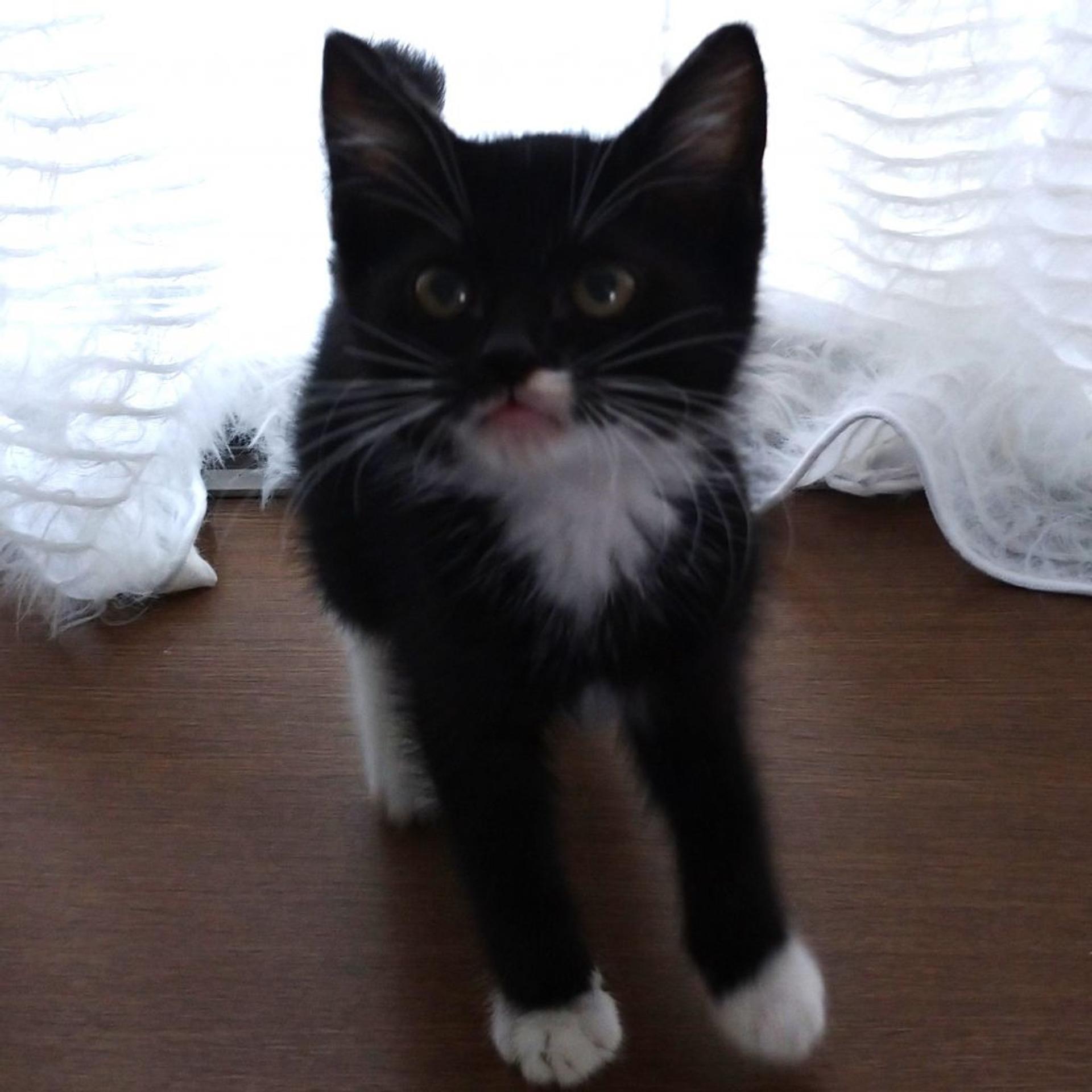 pet-image-3