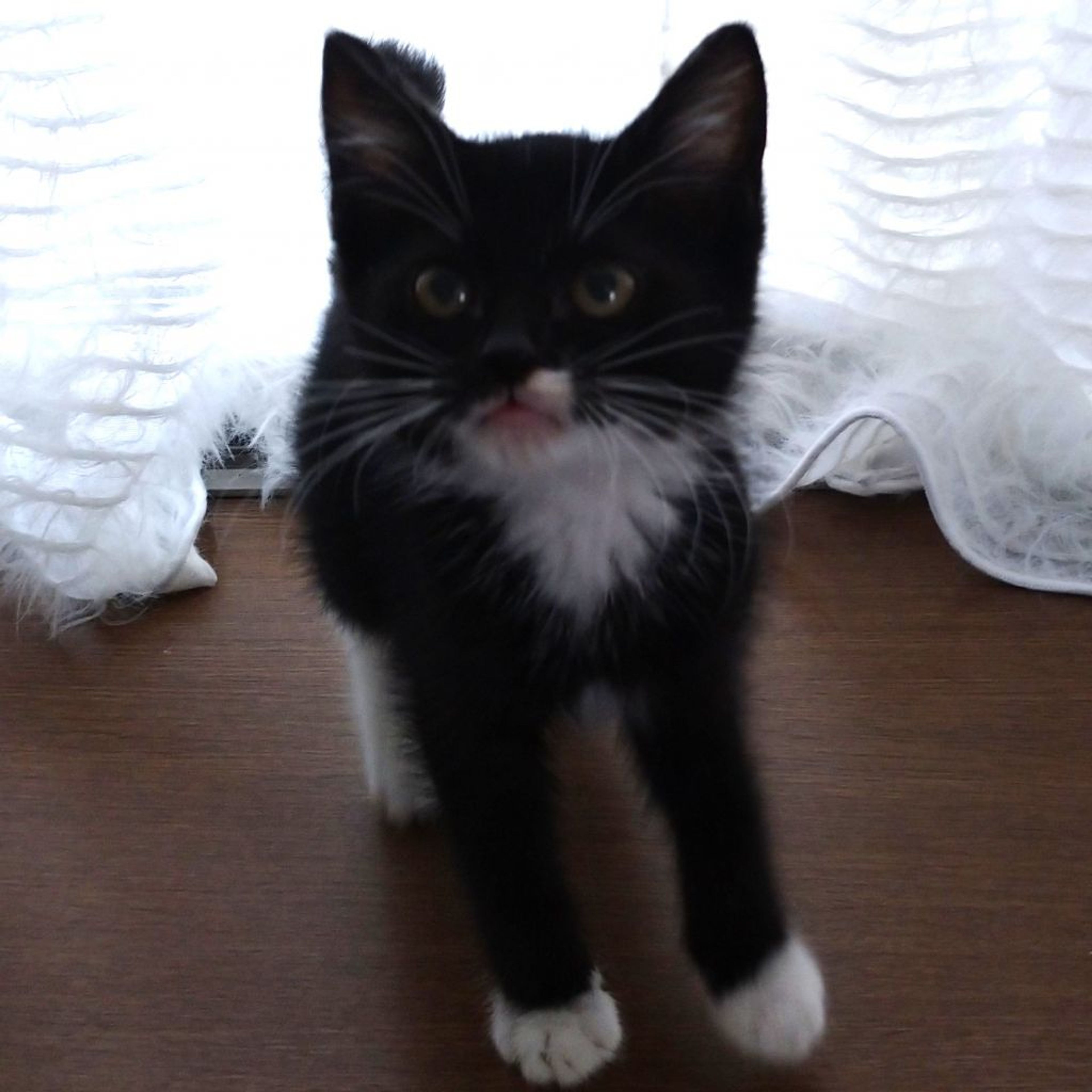 pet-image-3