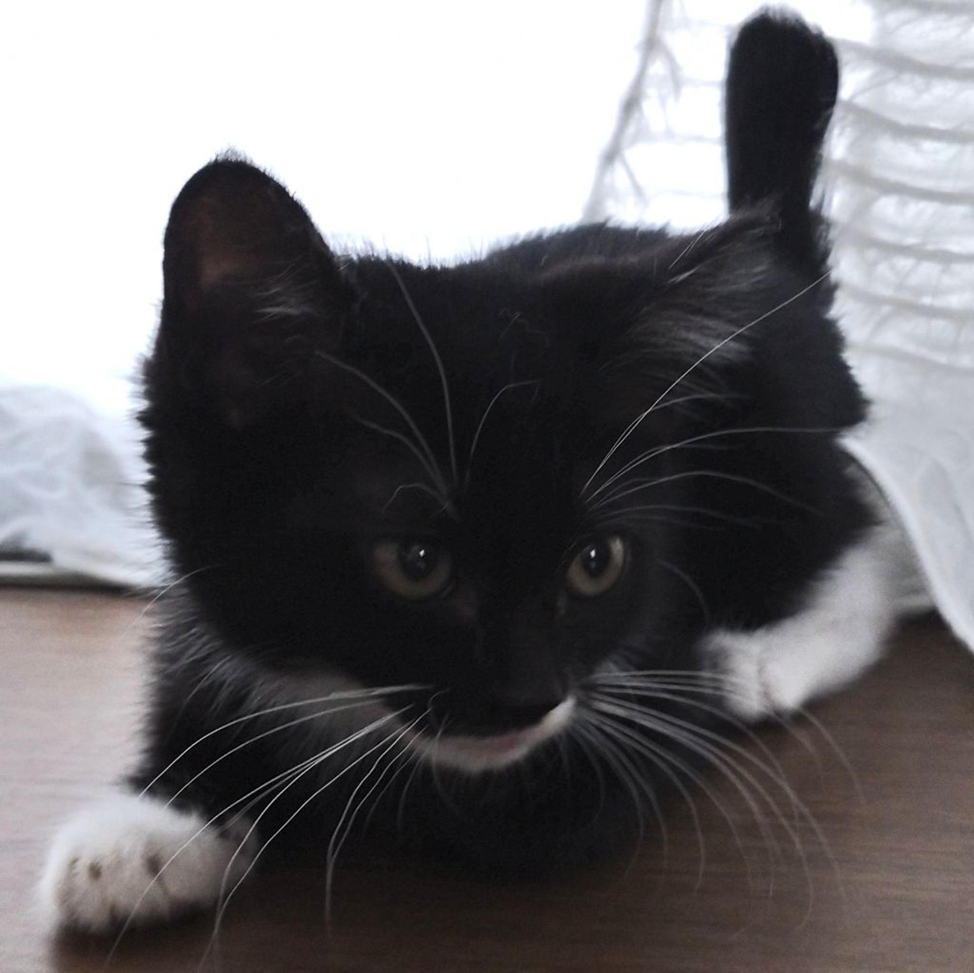 pet-image-4