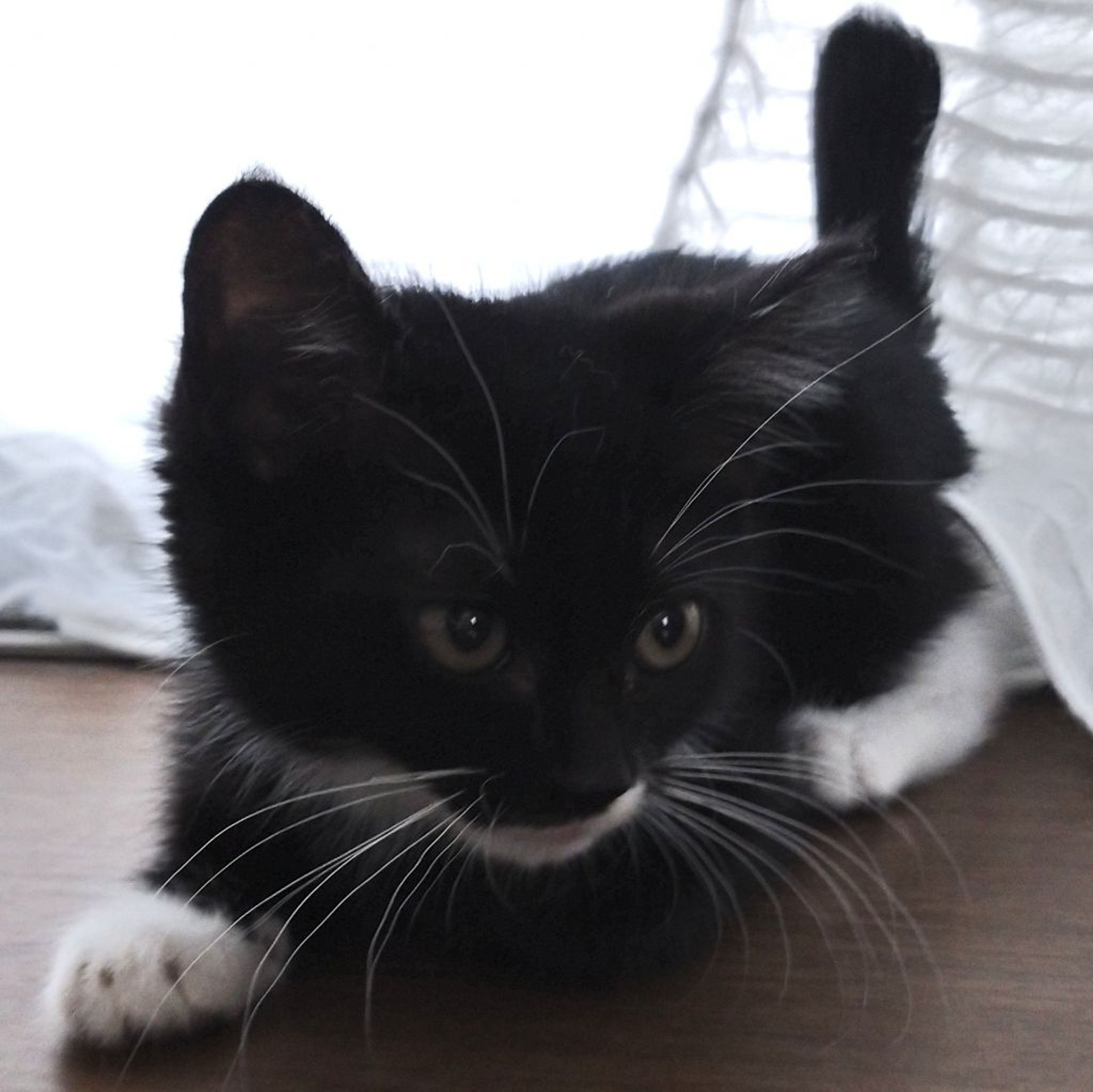 pet-image-4