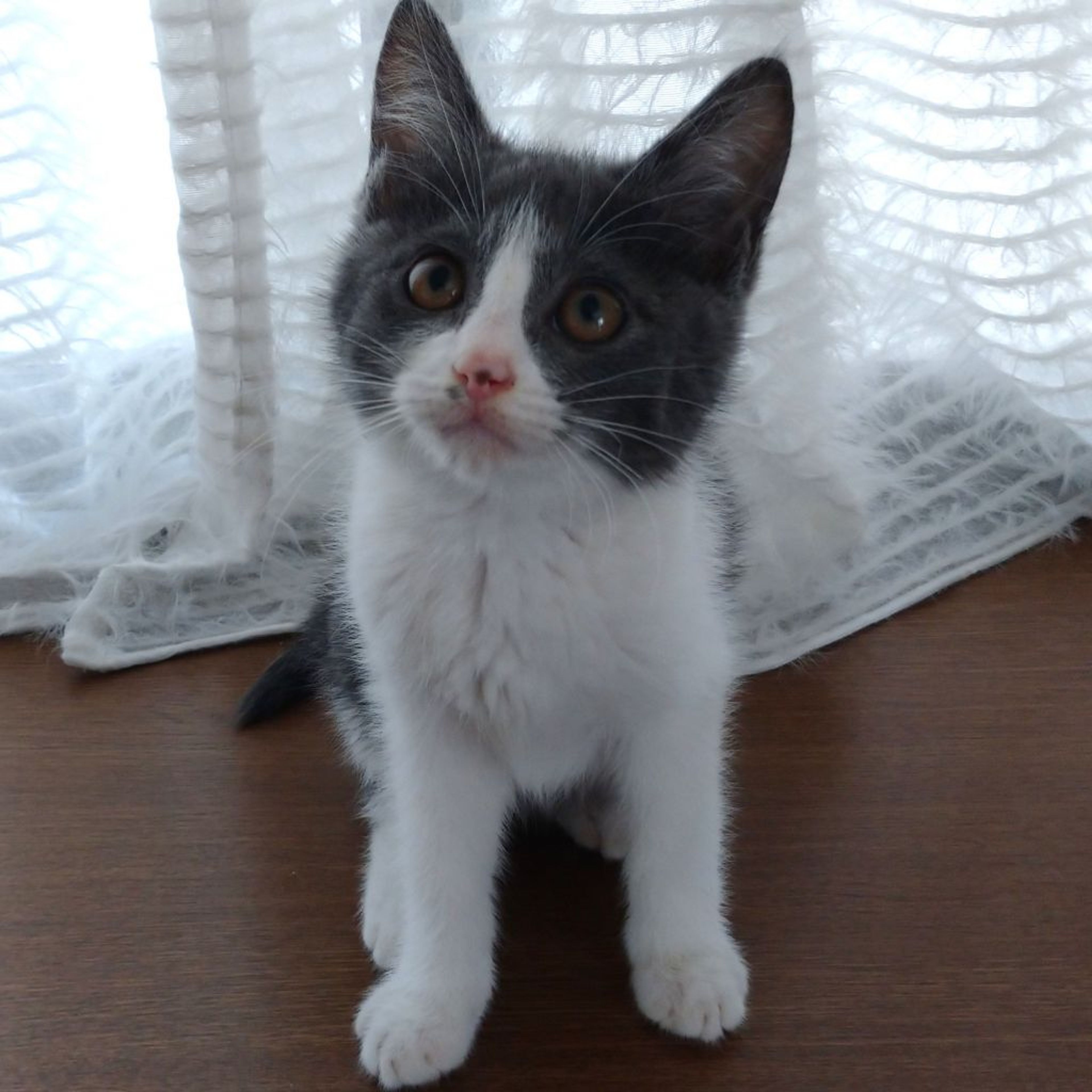 pet-image-5
