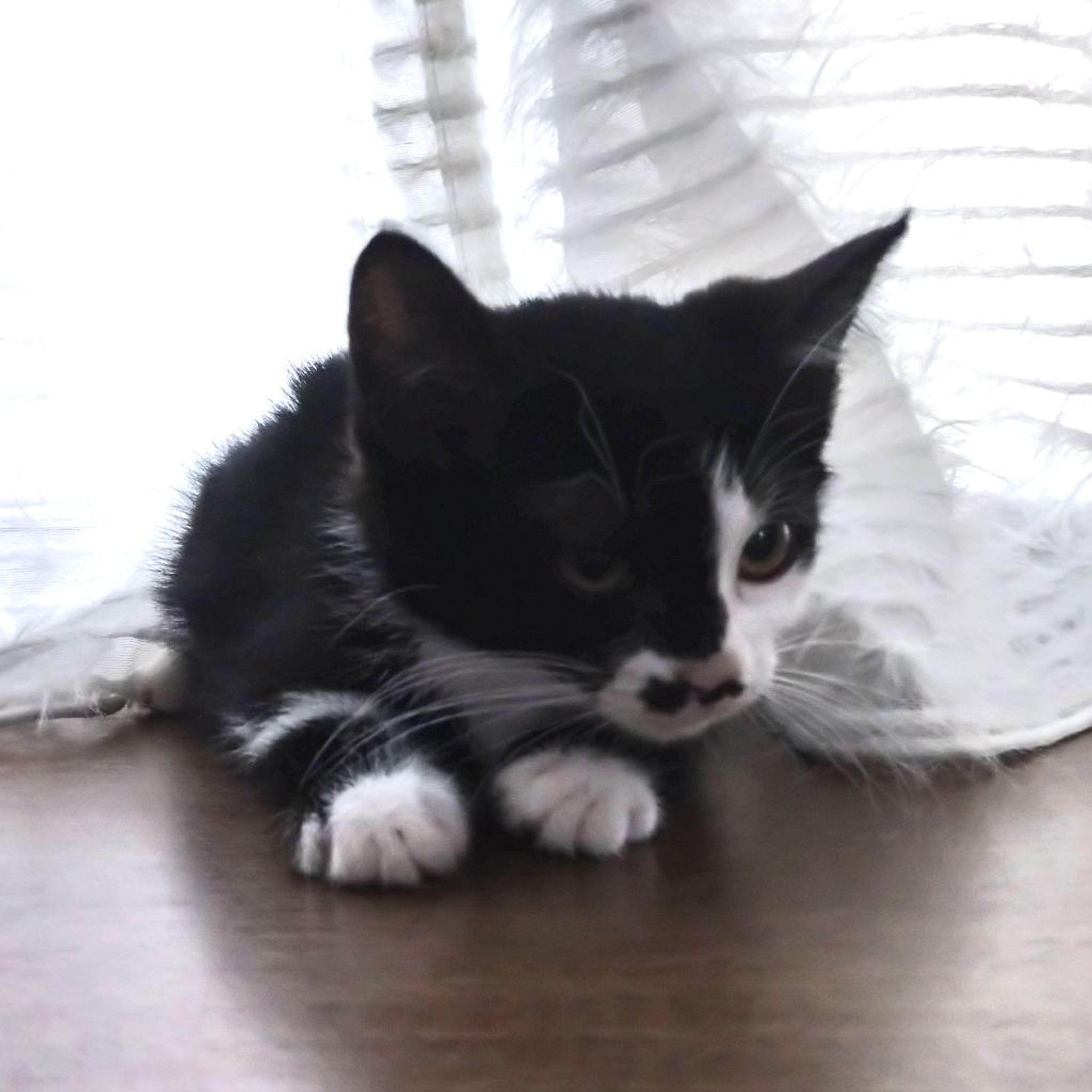 pet-image-6