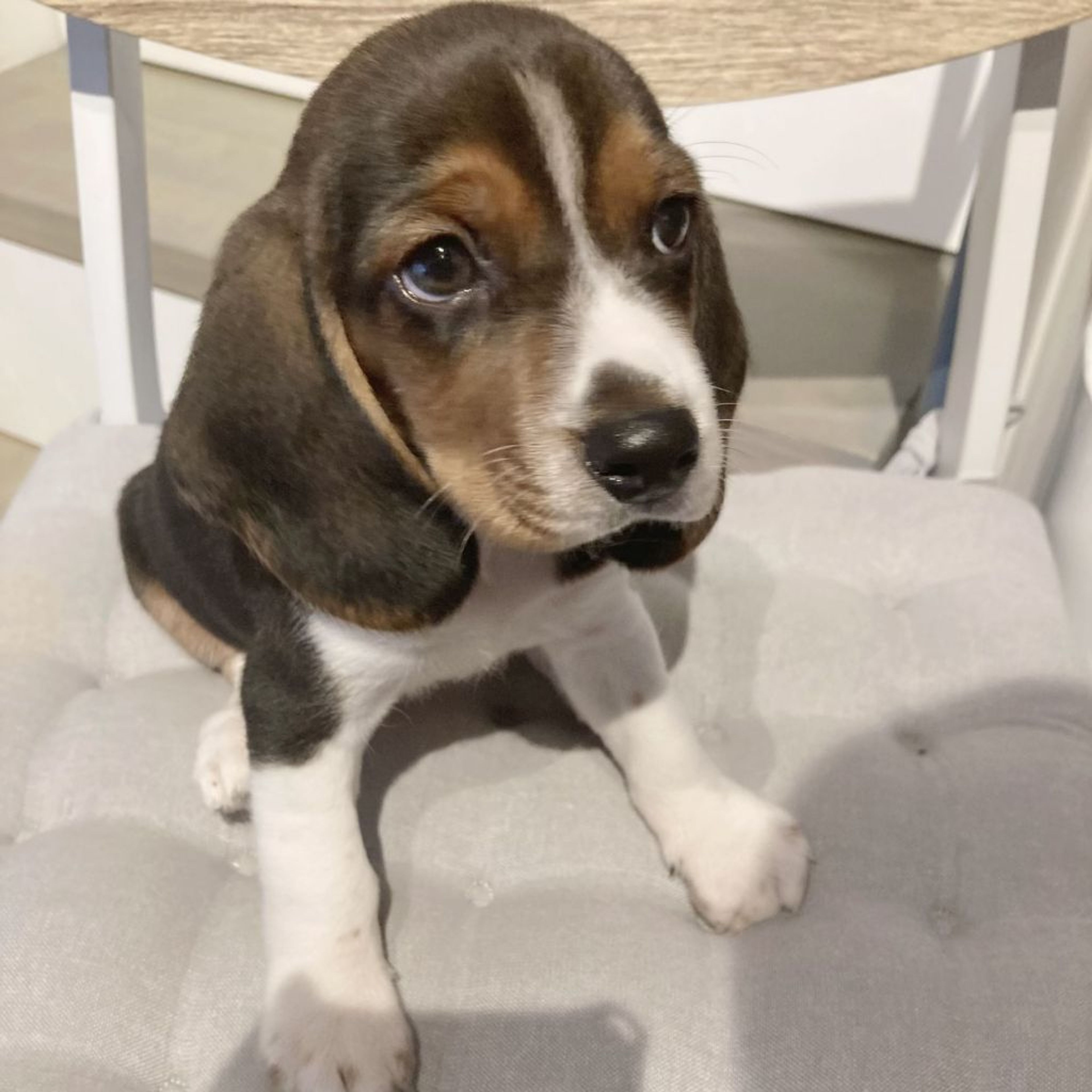 pet-image-4