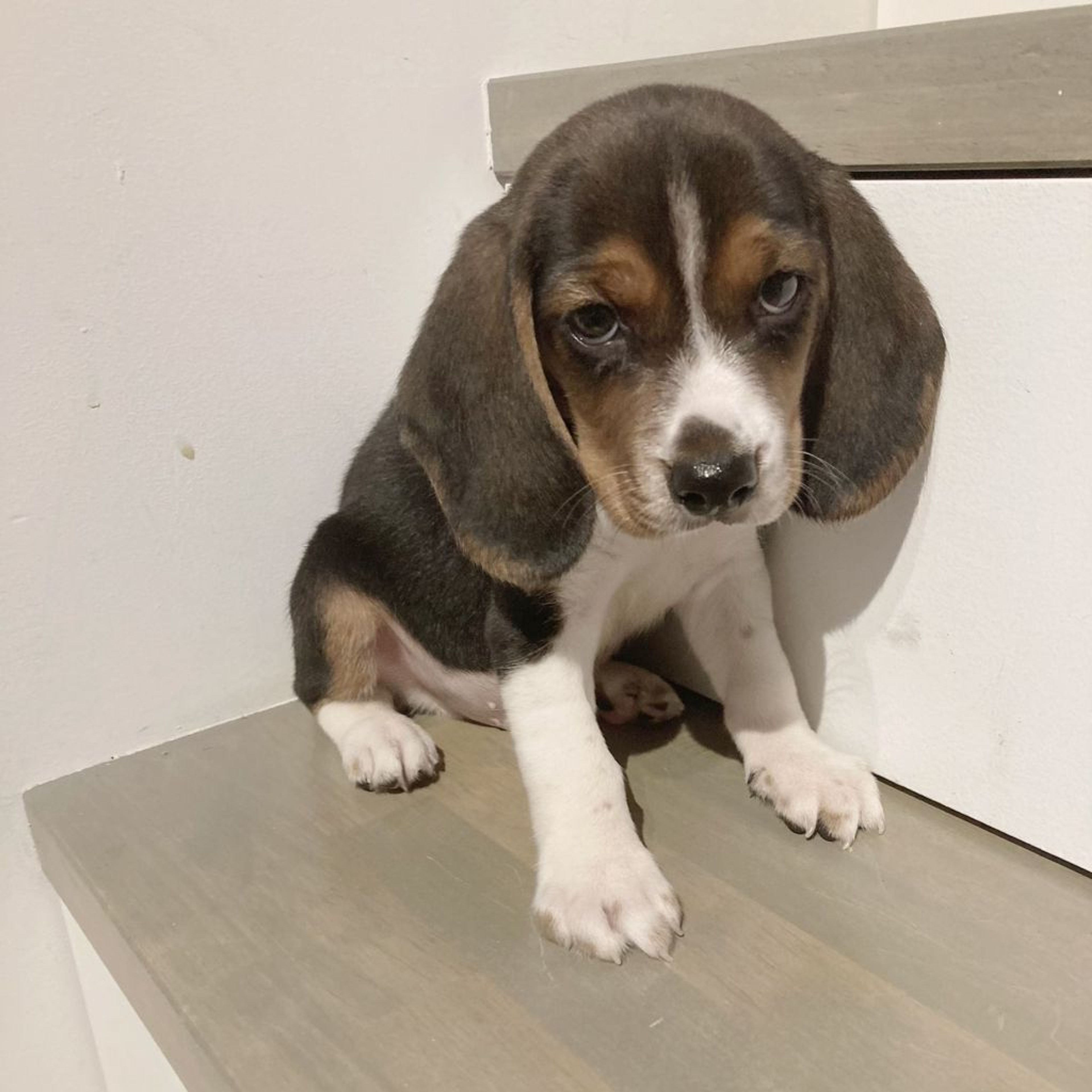 pet-image-6