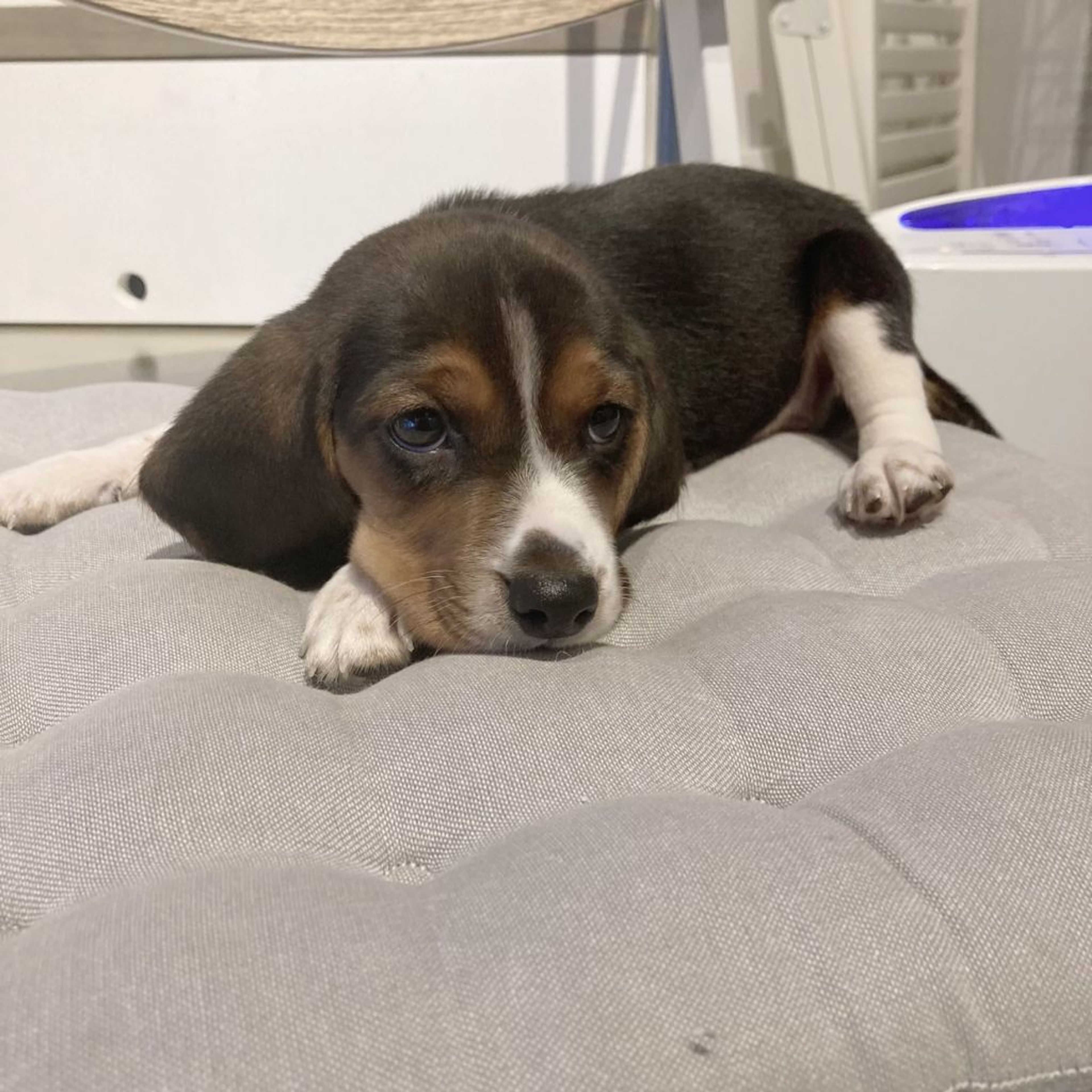 pet-image-7