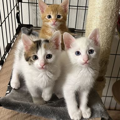 おかき♂＆せんべい♂＆あられの写真