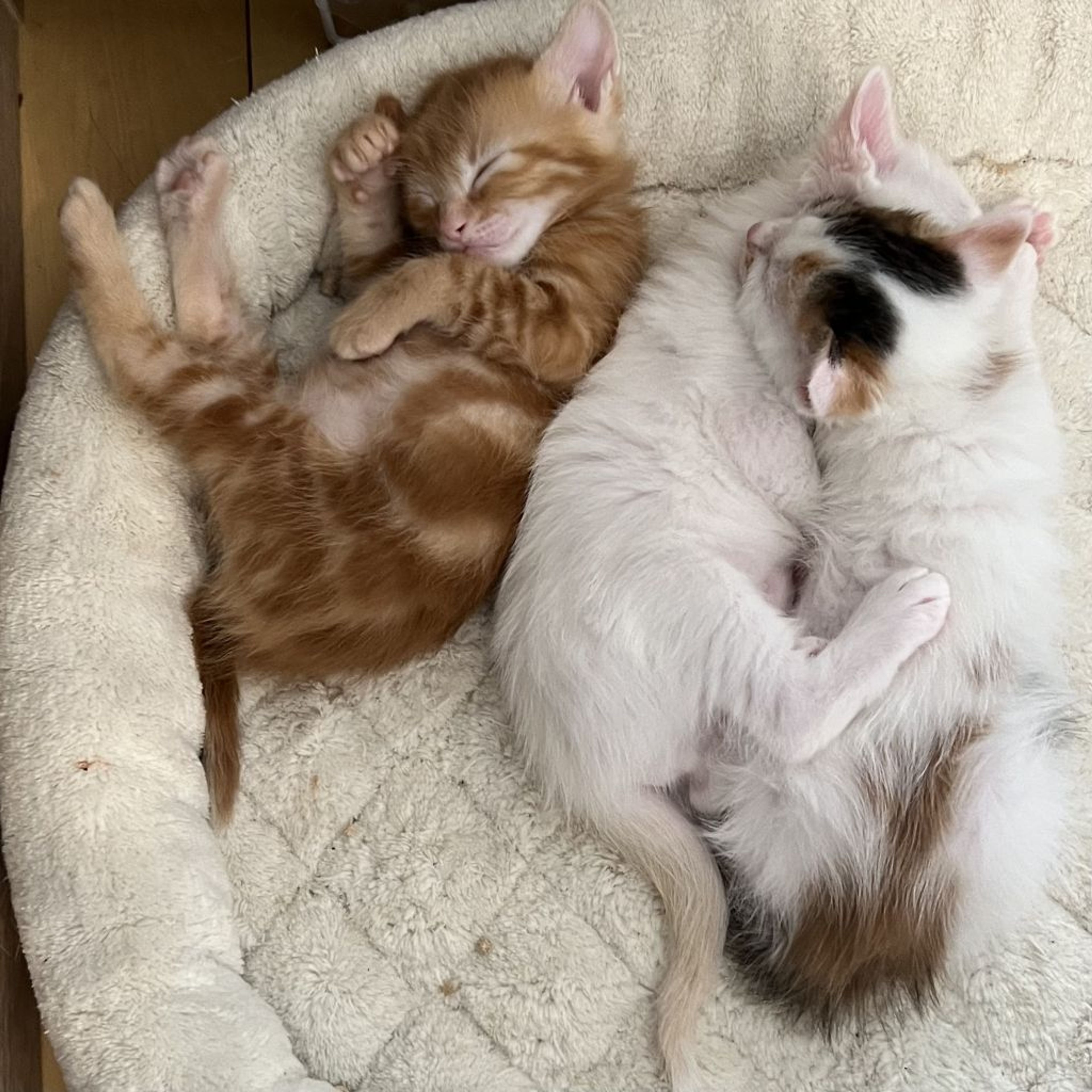 pet-image-4