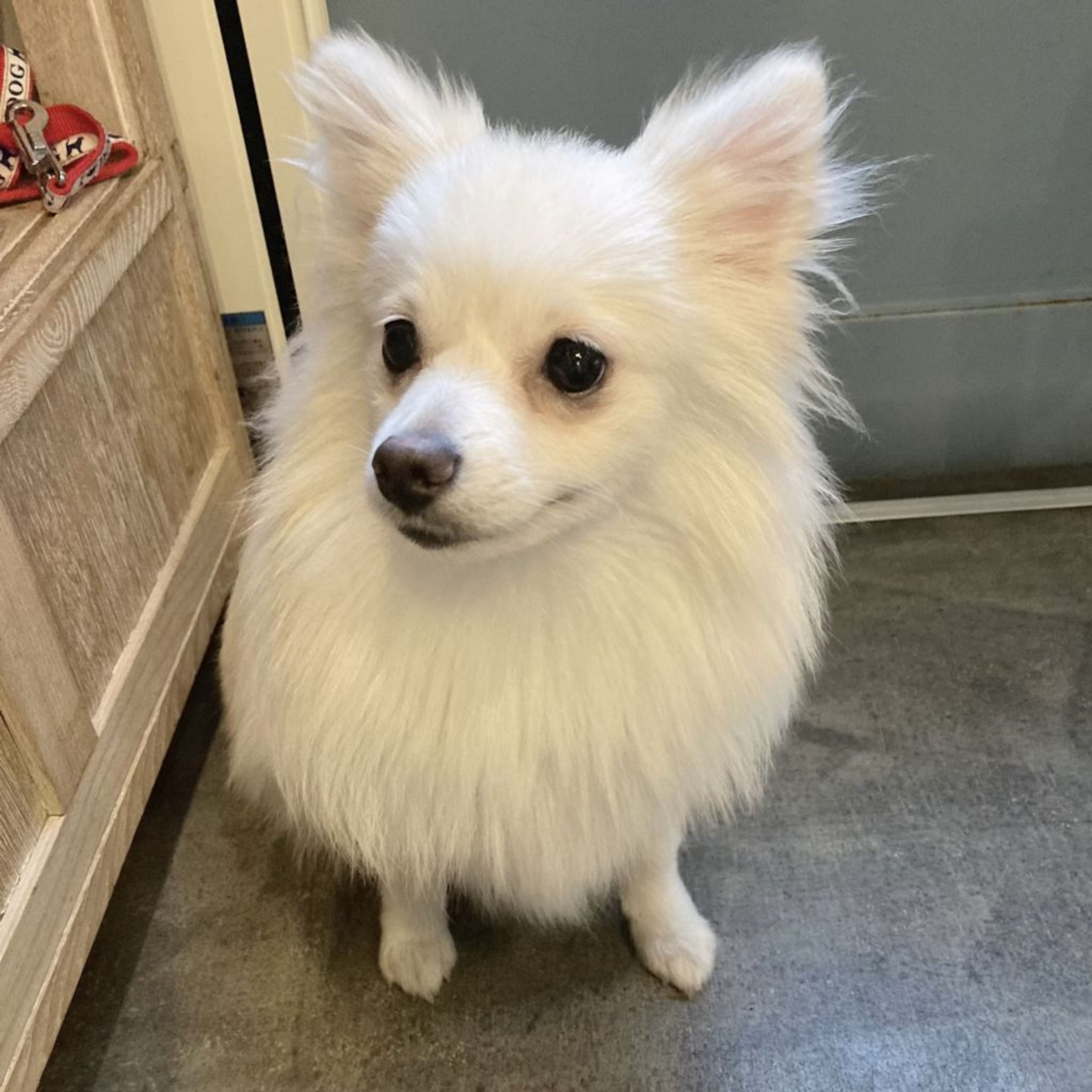 pet-image-2