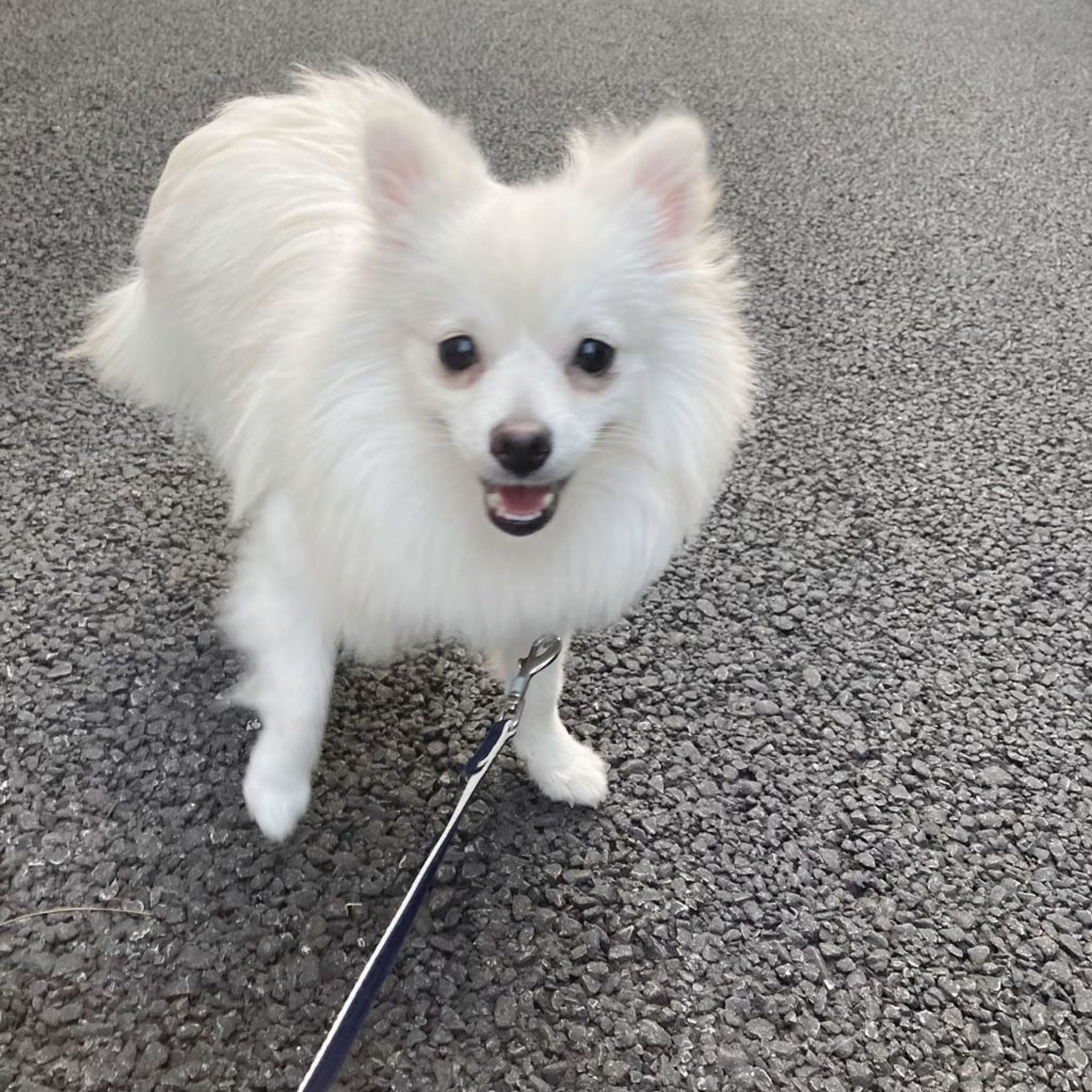 pet-image-3