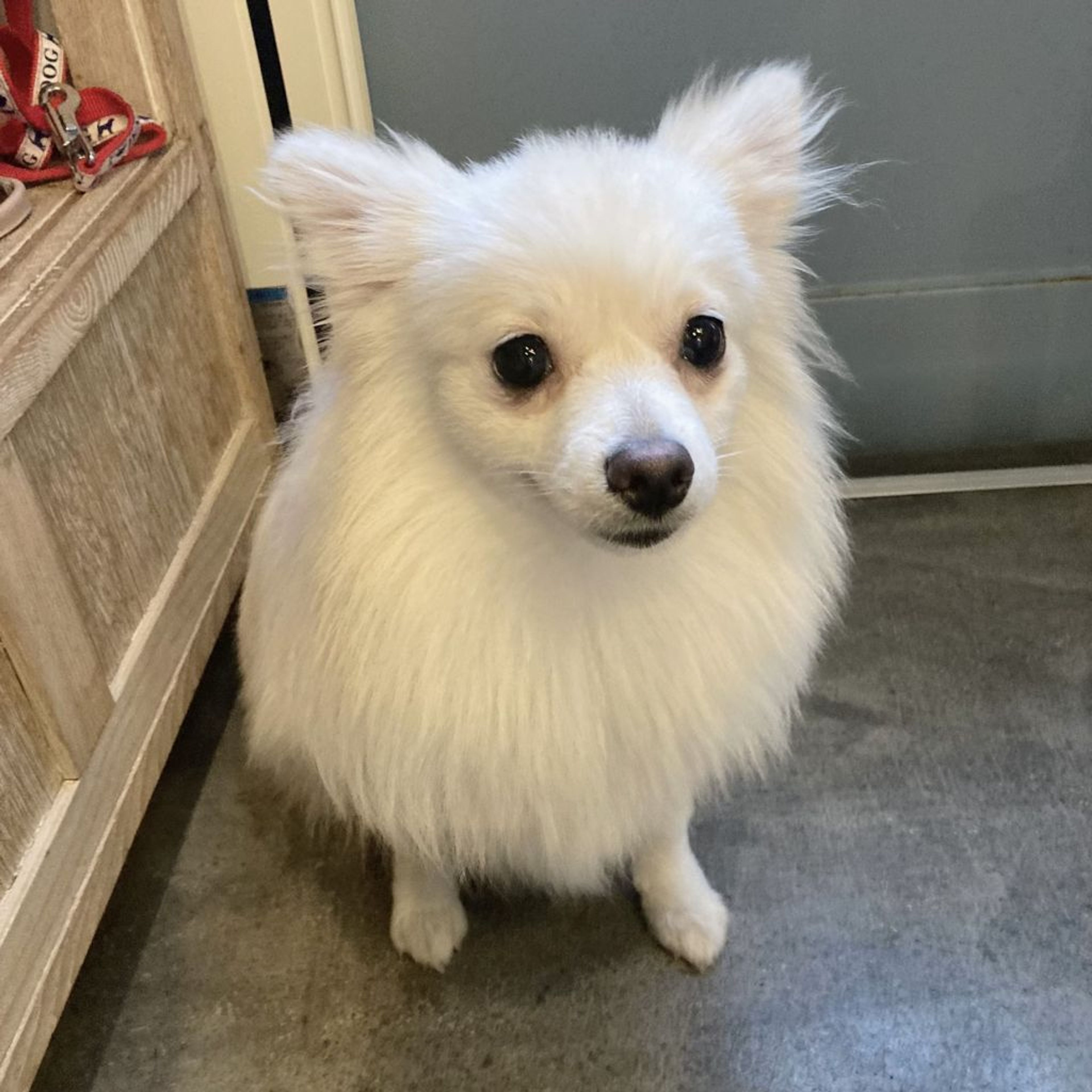 pet-image-4
