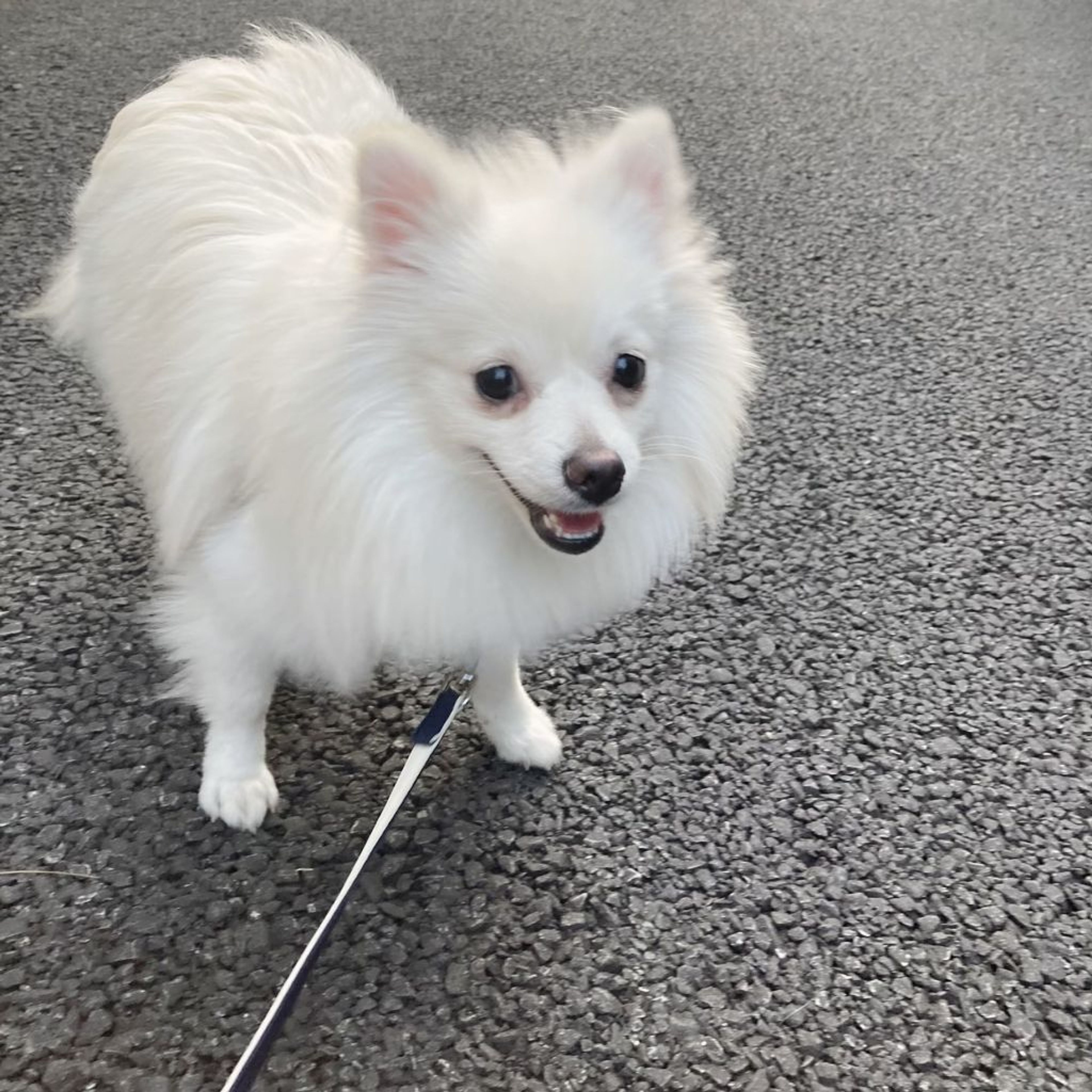 pet-image-5