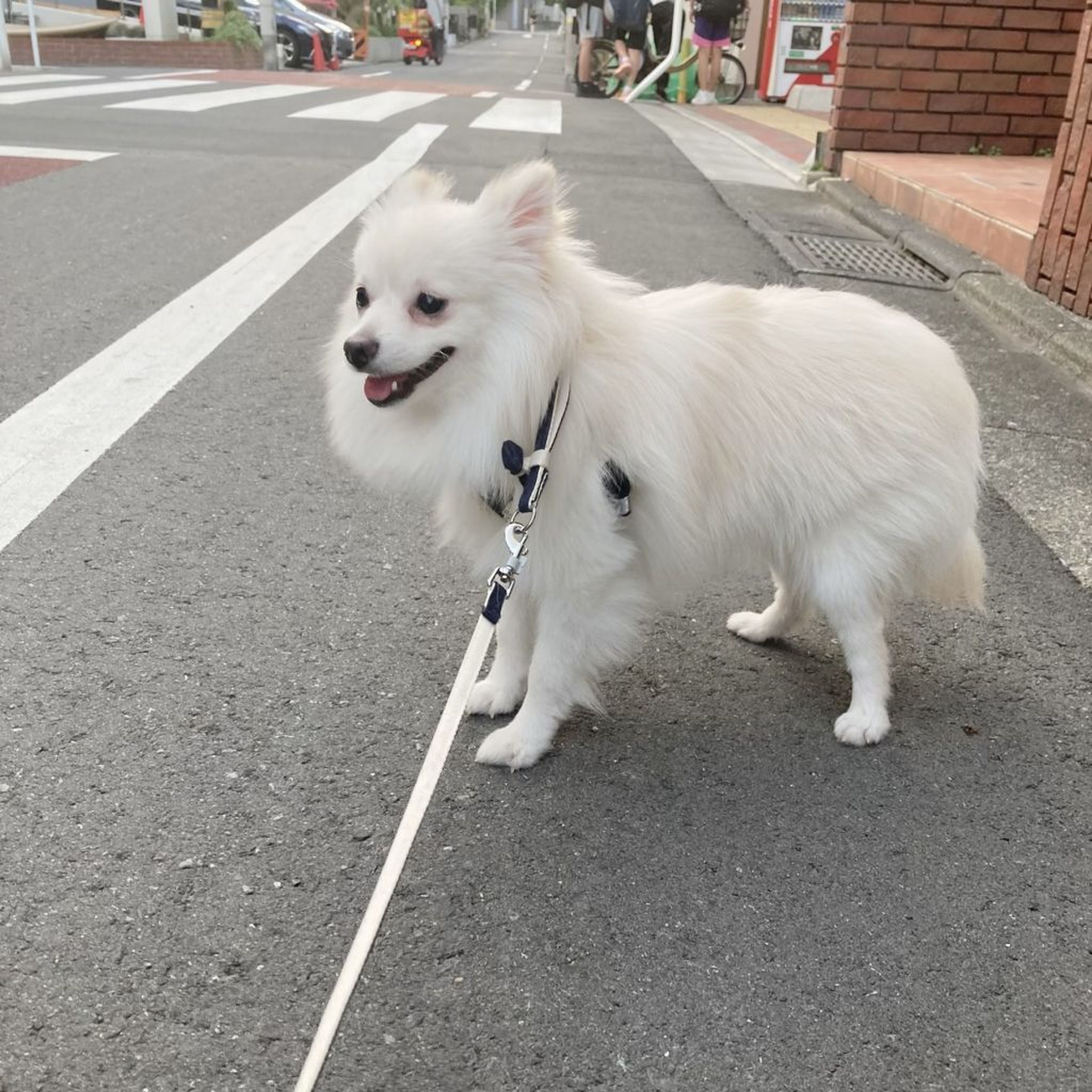 pet-image-6