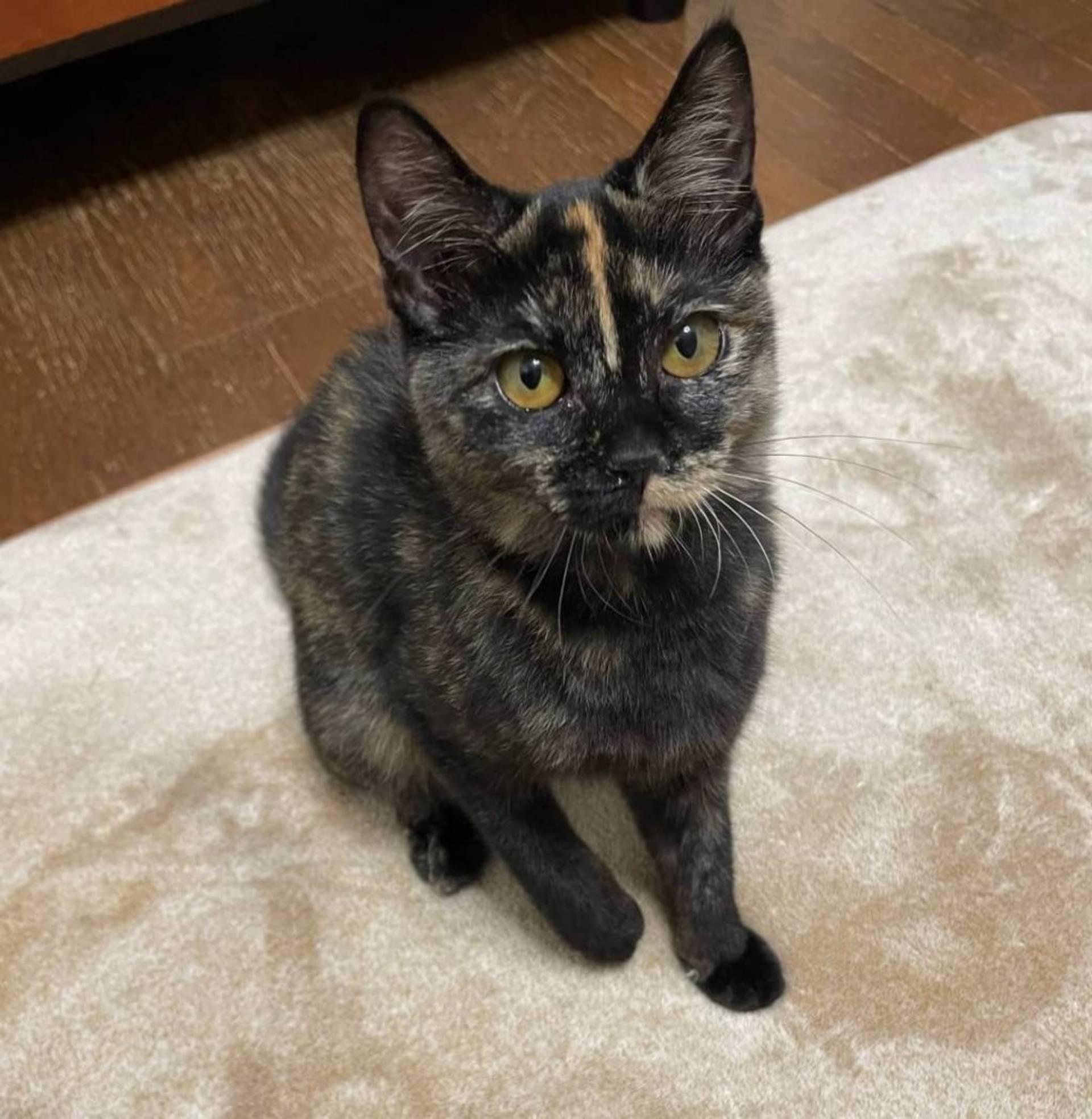 雑種（ミックス猫）・メスの里親募集の写真