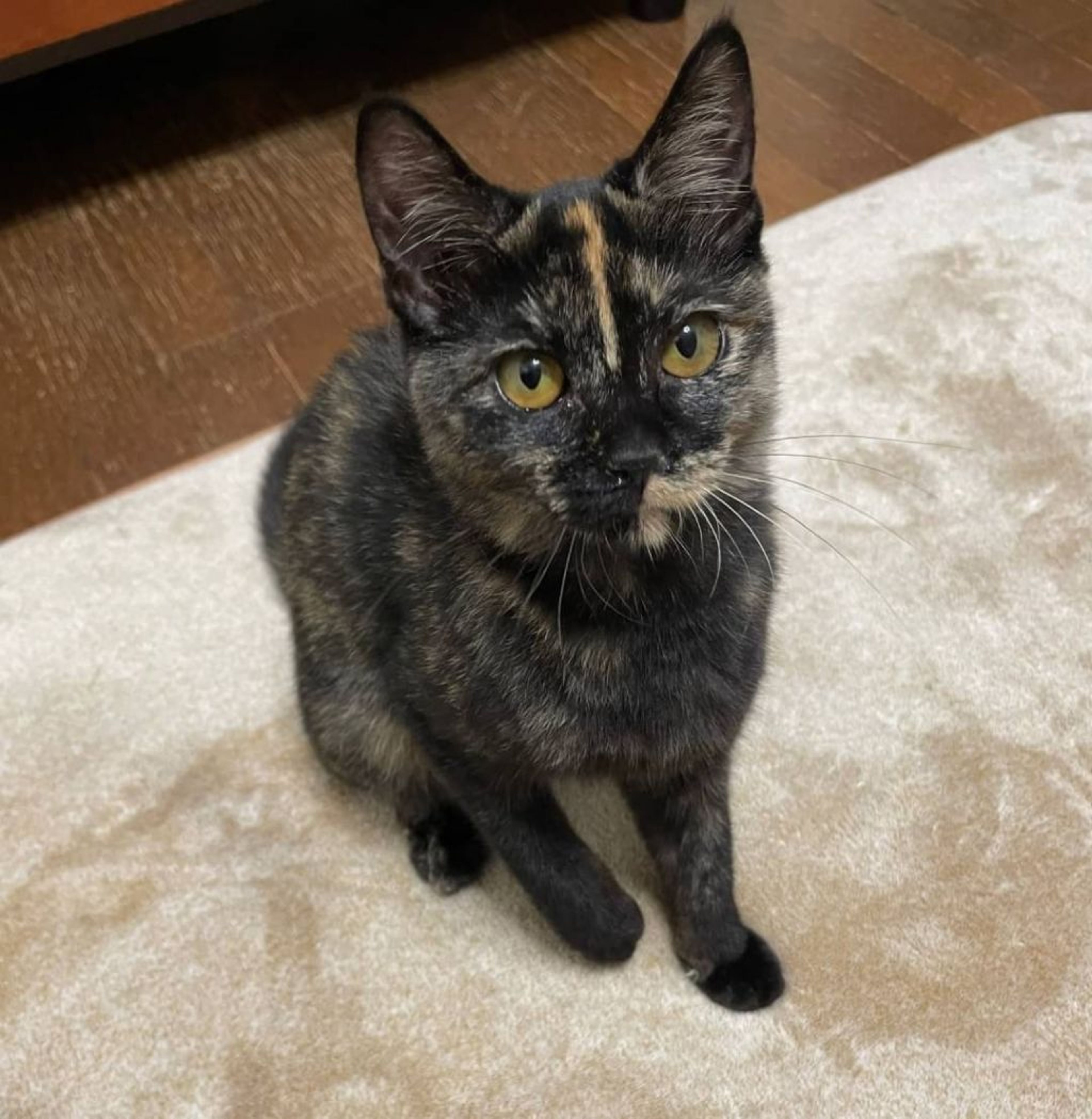 雑種（ミックス猫）・メスの里親募集の写真