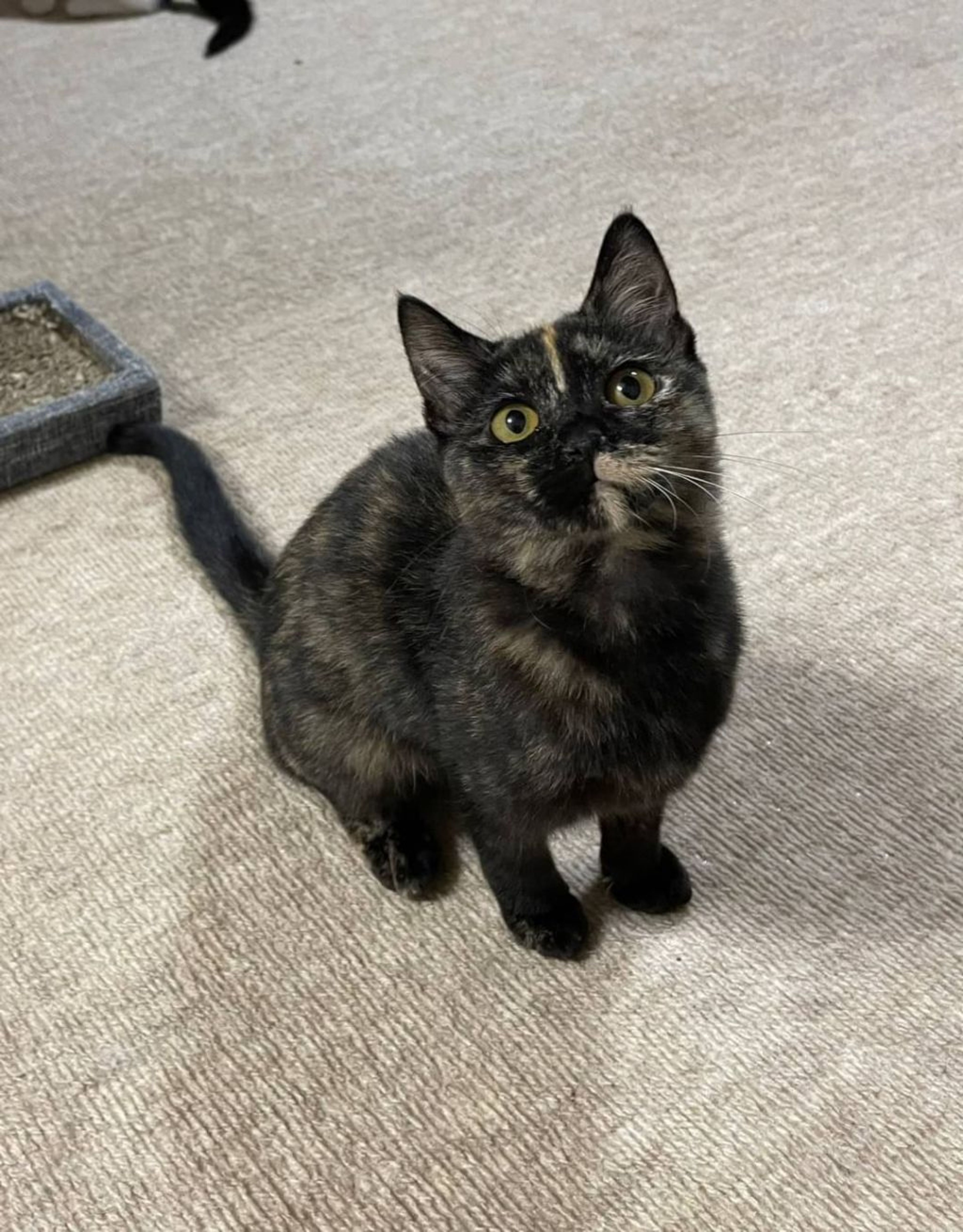 pet-image-8