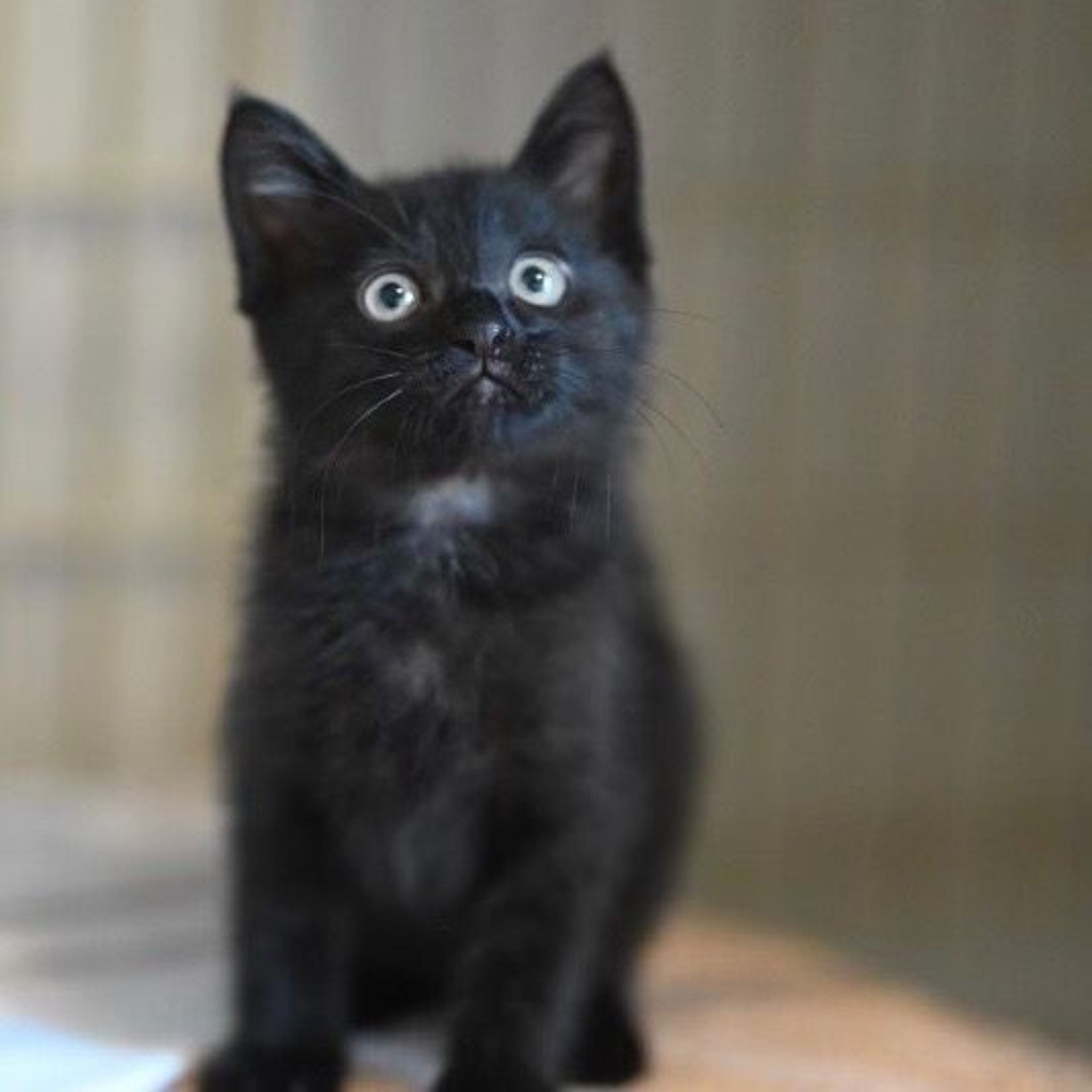 pet-image-3