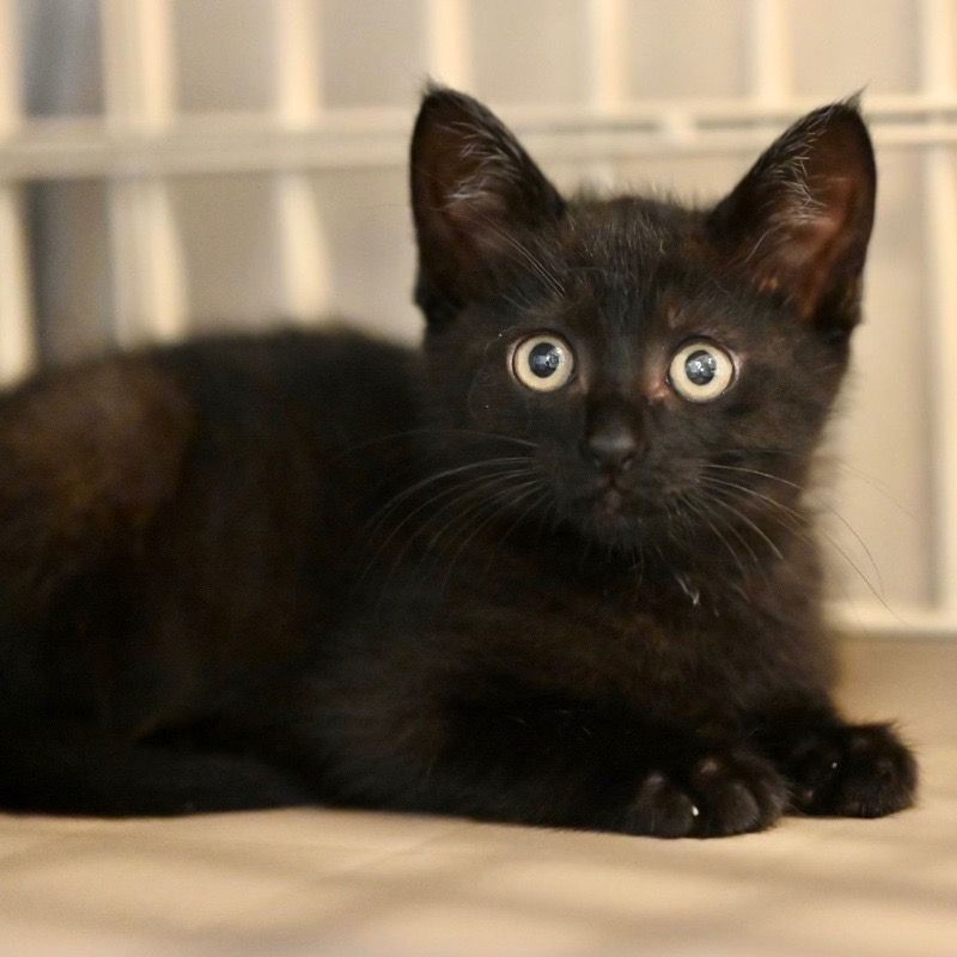 pet-image-5