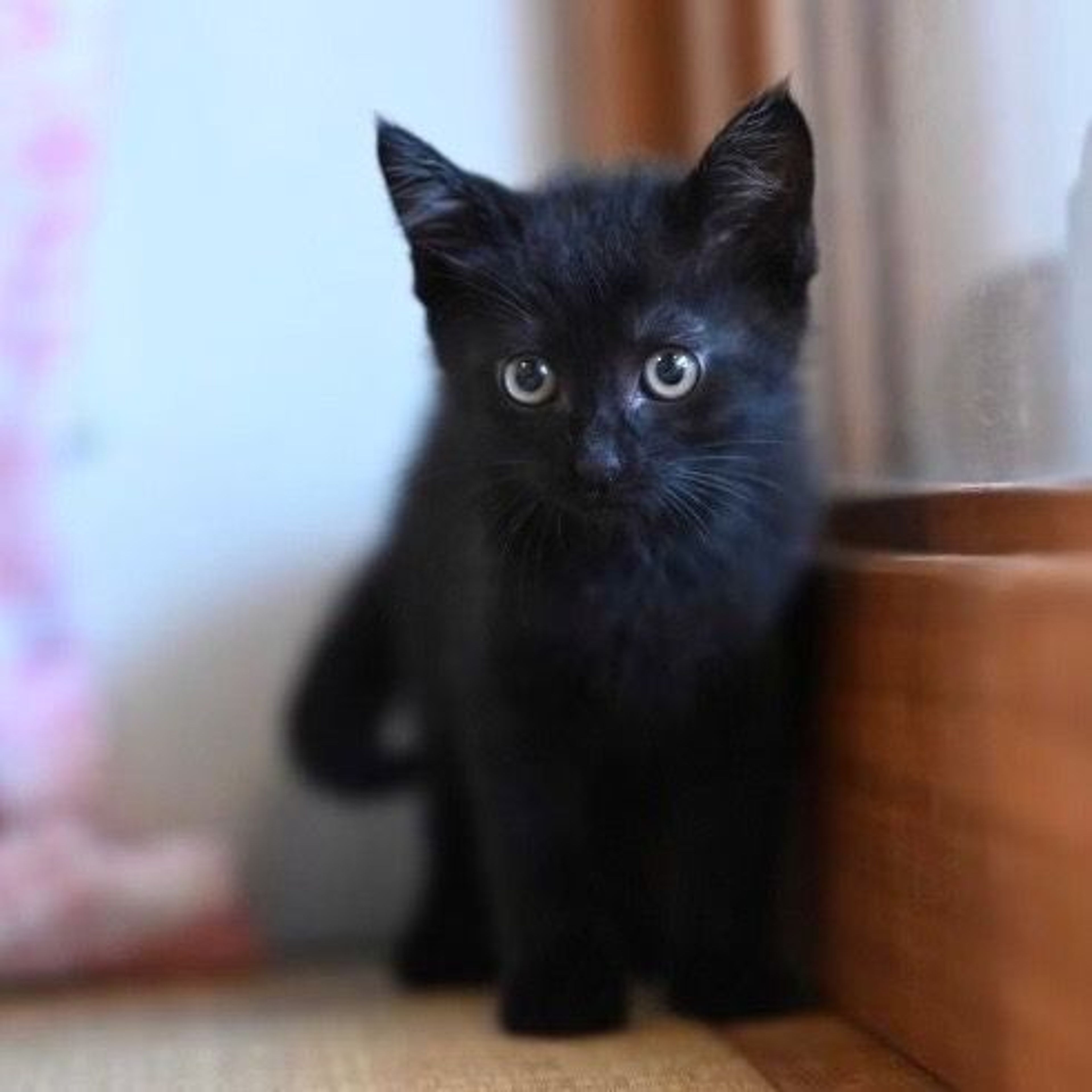 pet-image-6