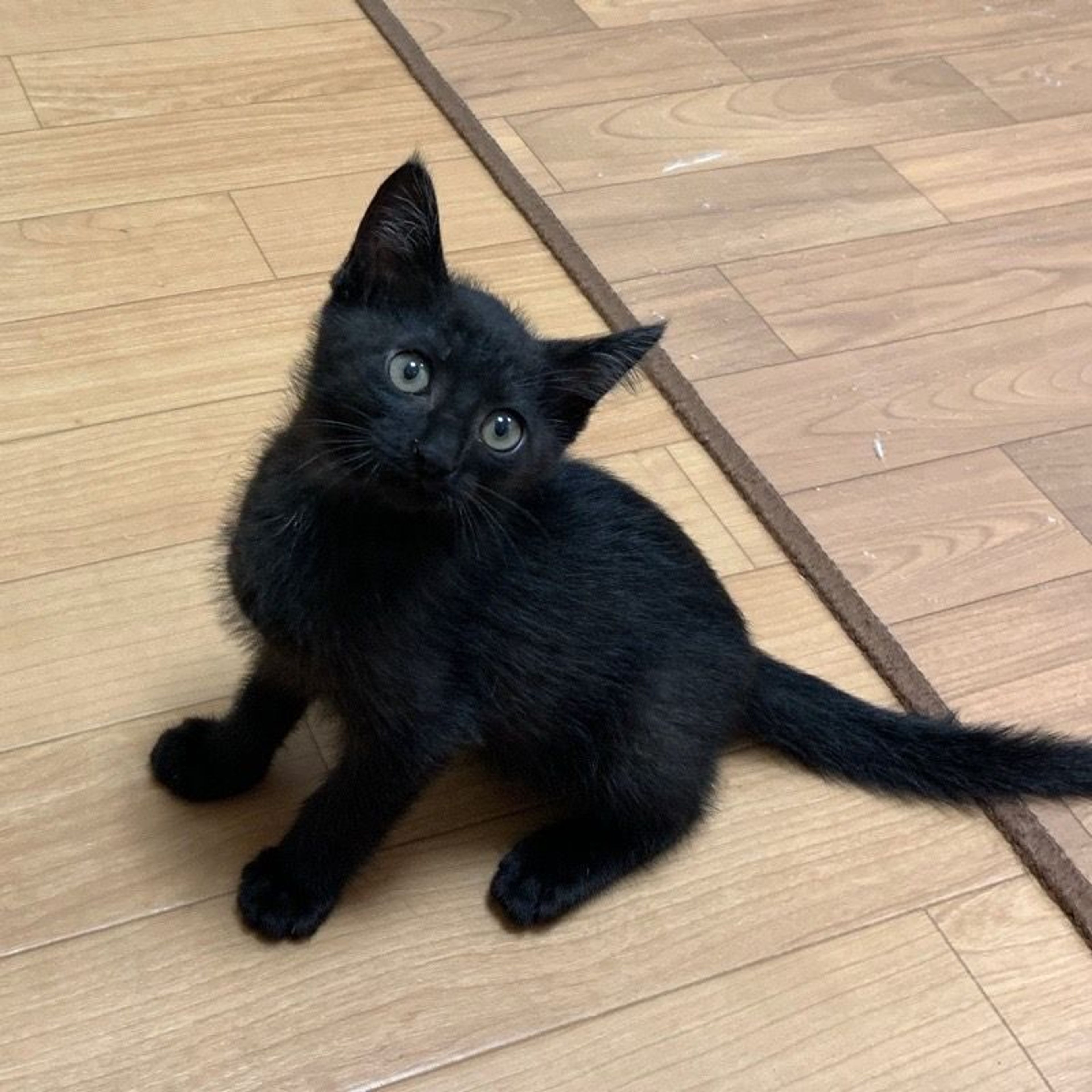 pet-image-2