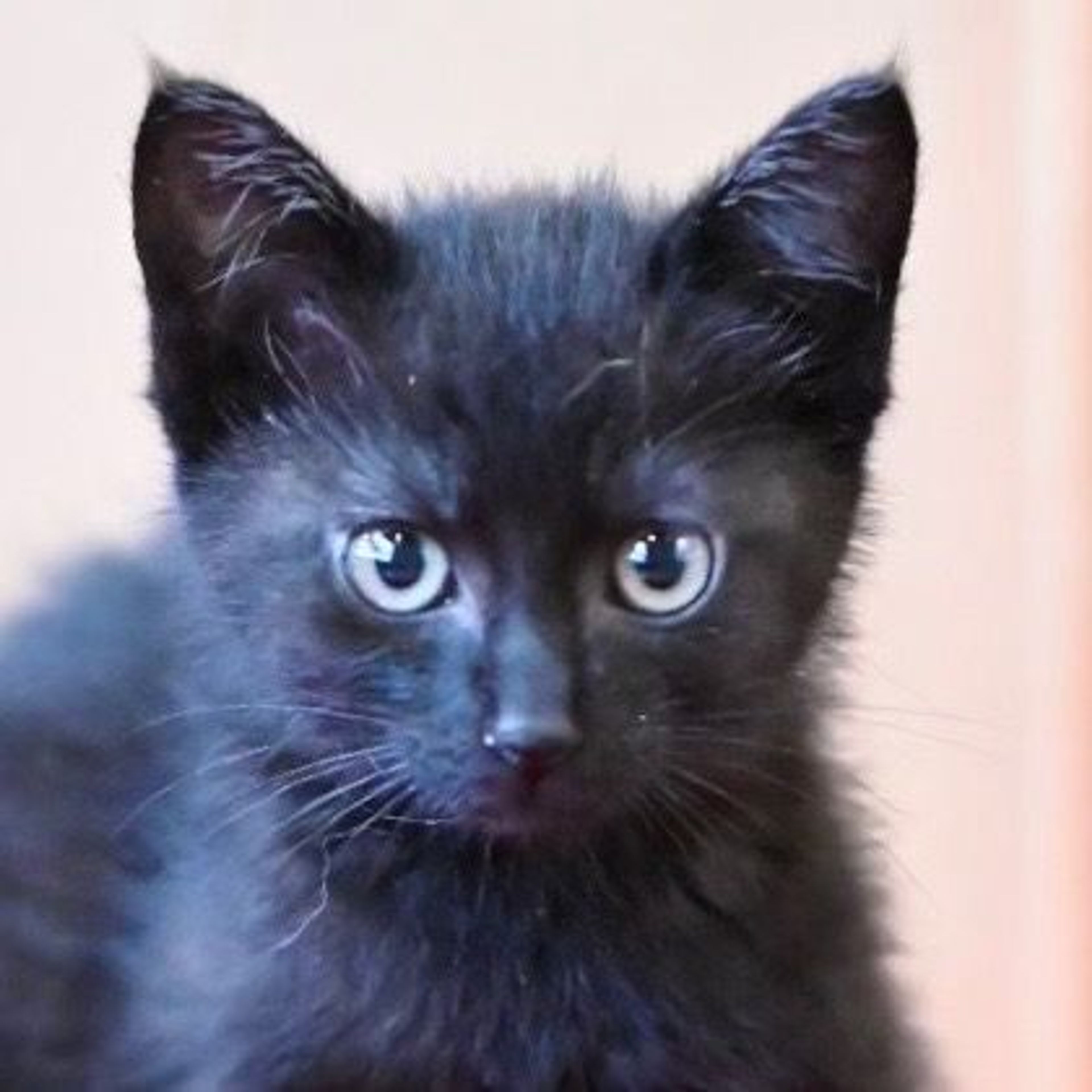 雑種（ミックス猫）・オスの里親募集の写真