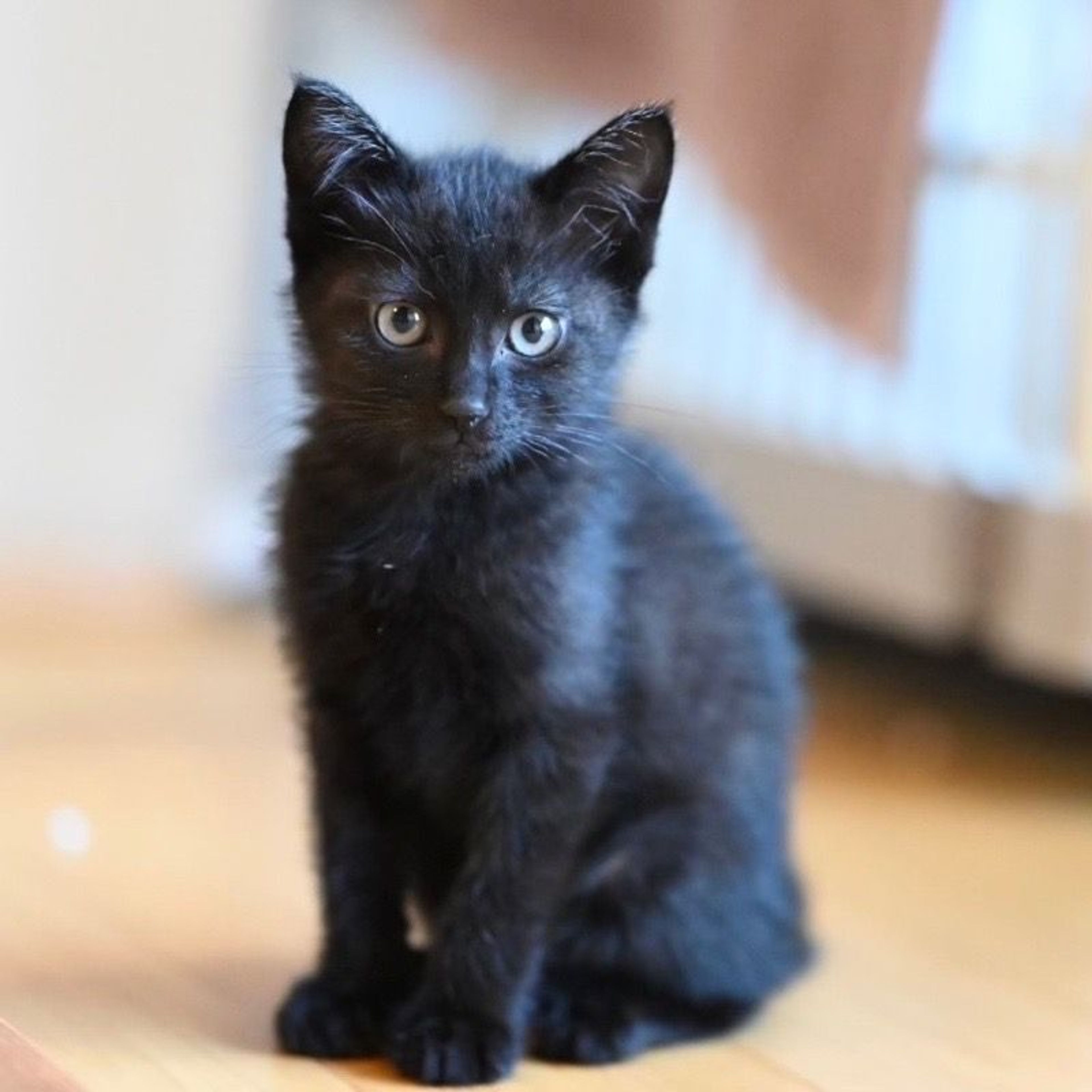 pet-image-3