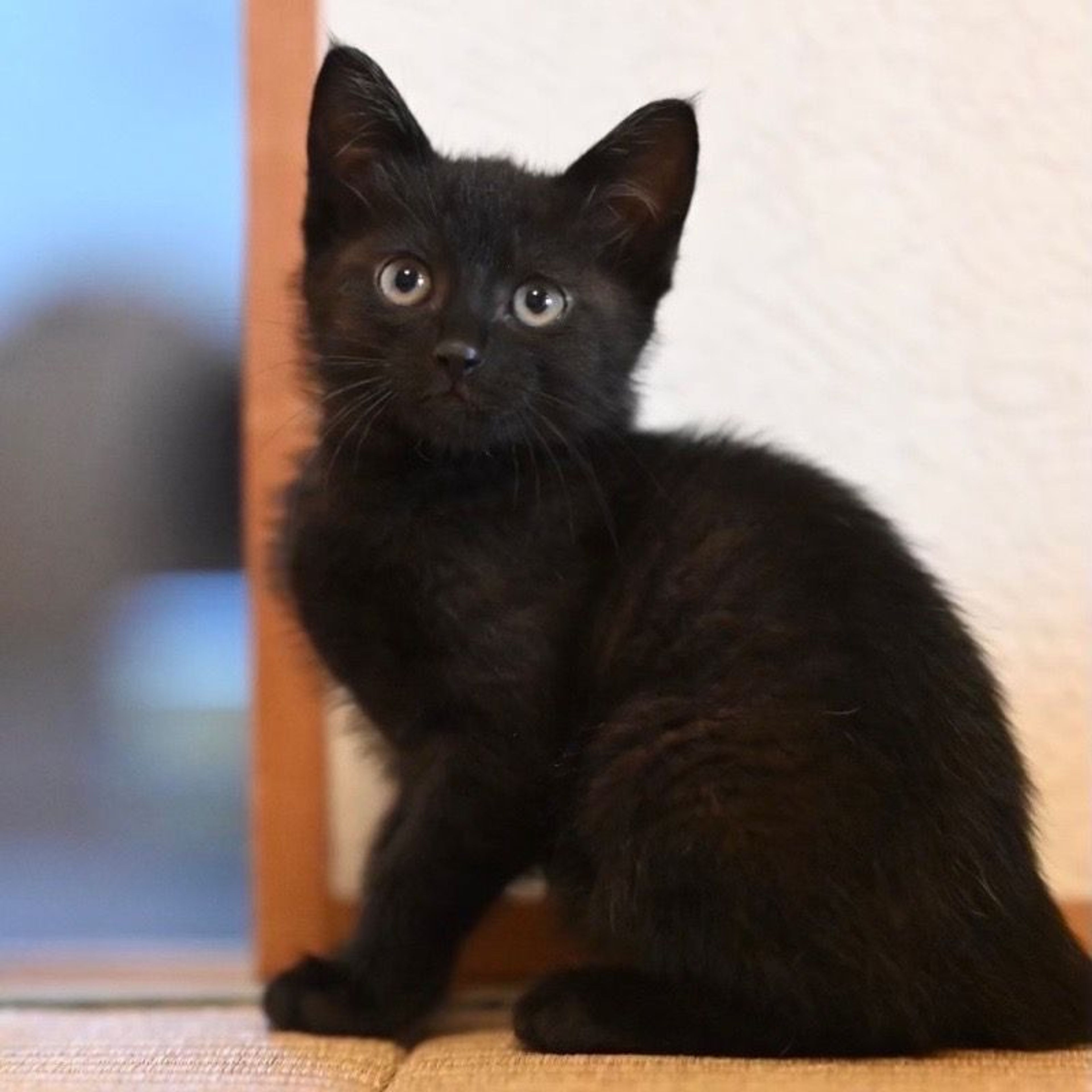 pet-image-5