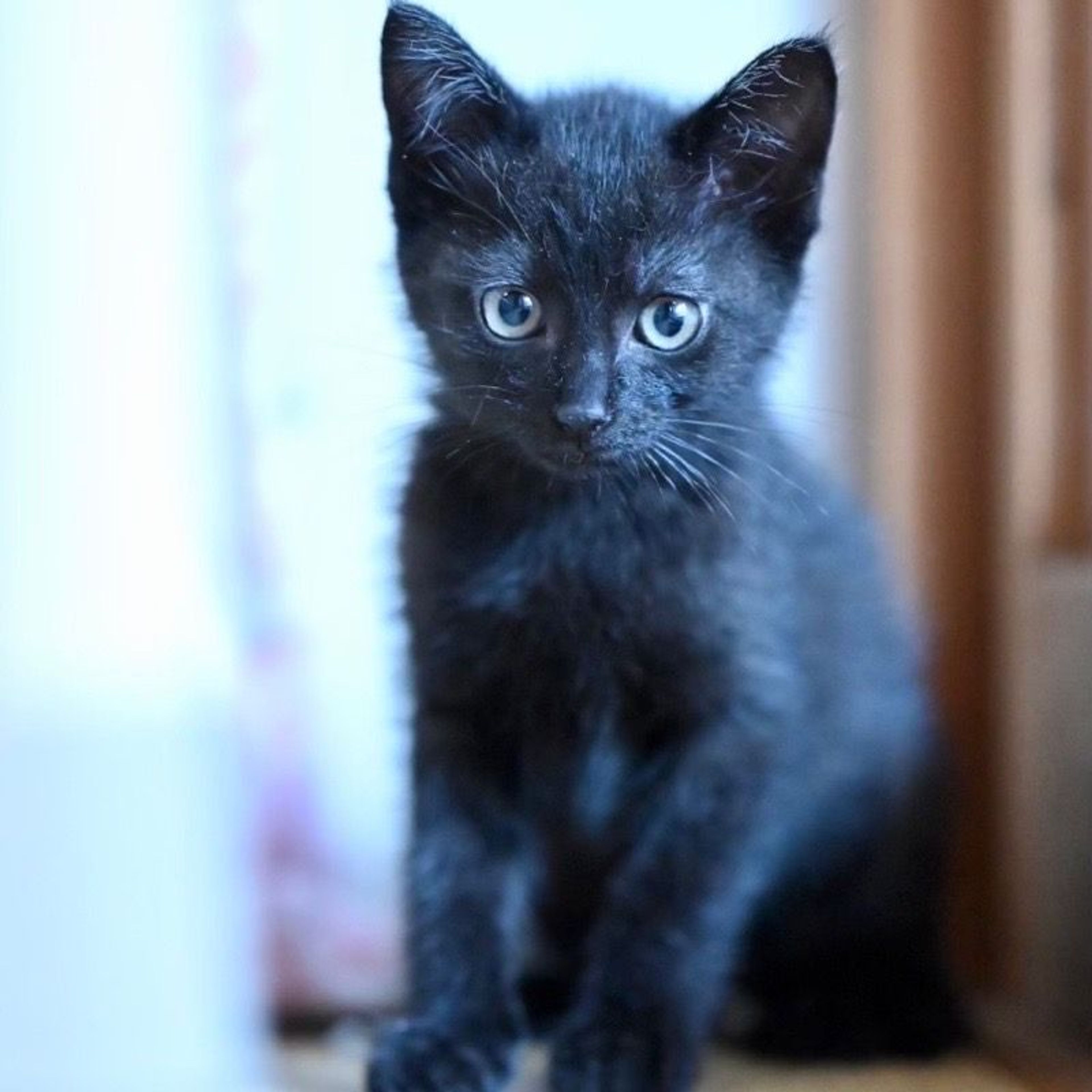 pet-image-6