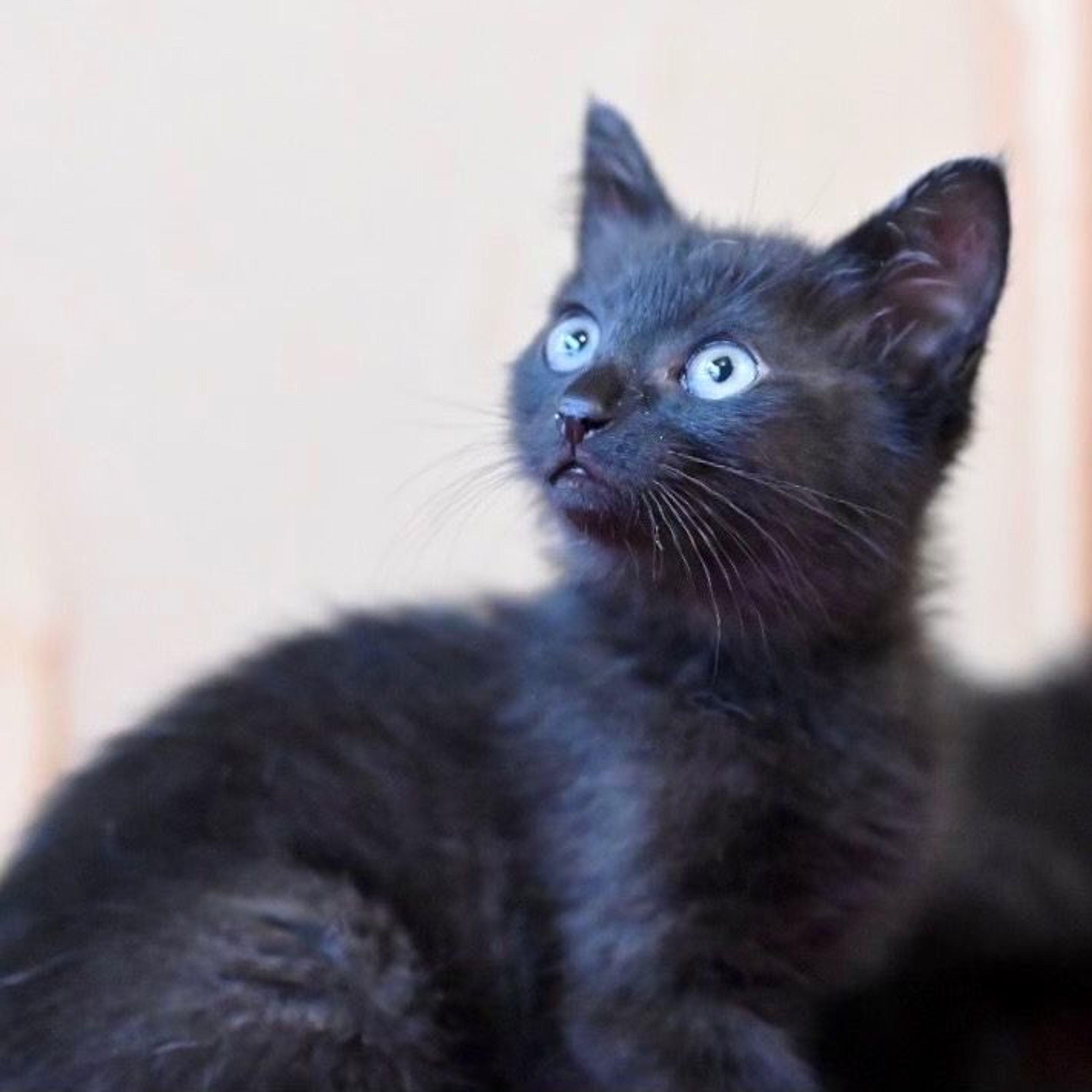 pet-image-7