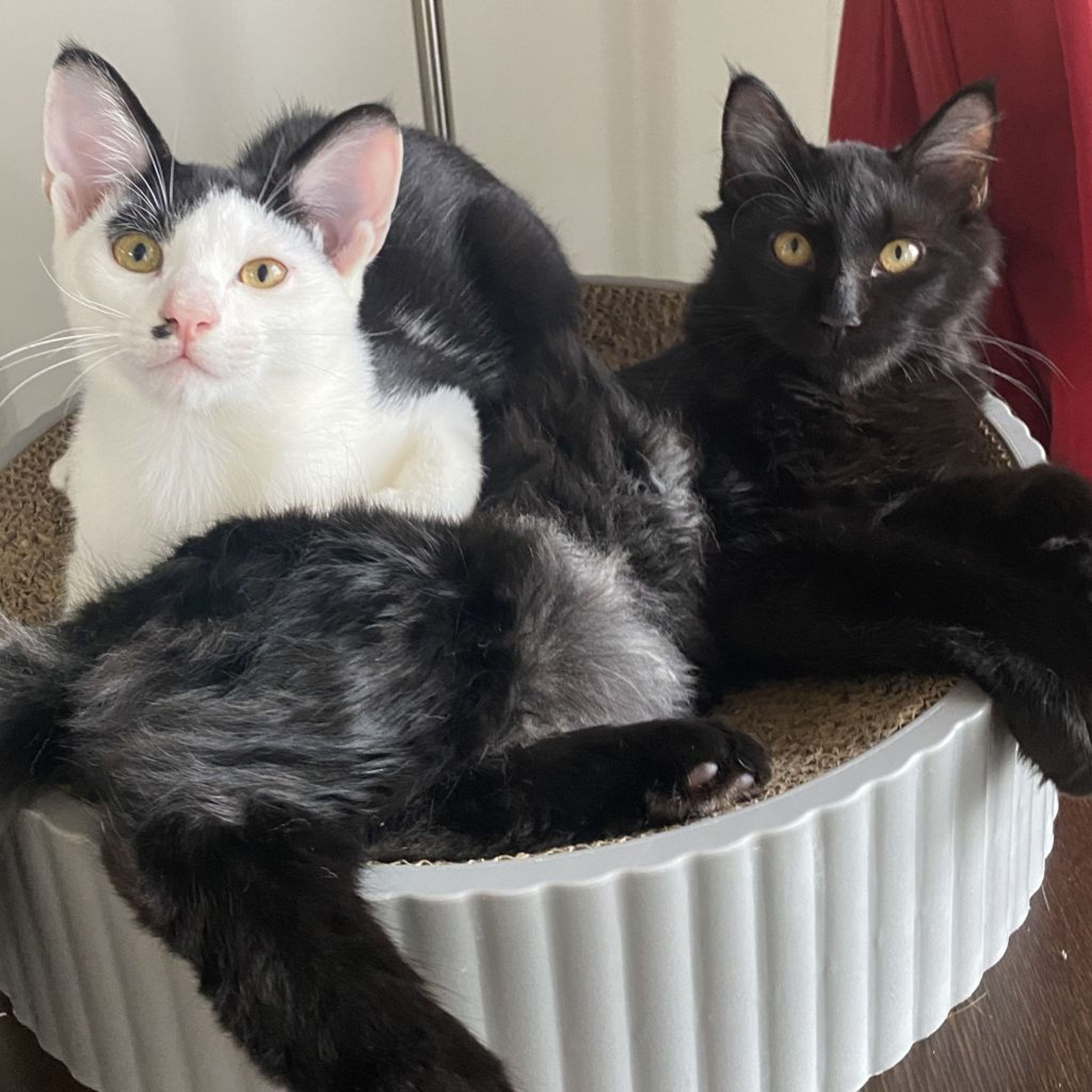 雑種（ミックス猫）・オスの里親募集の写真