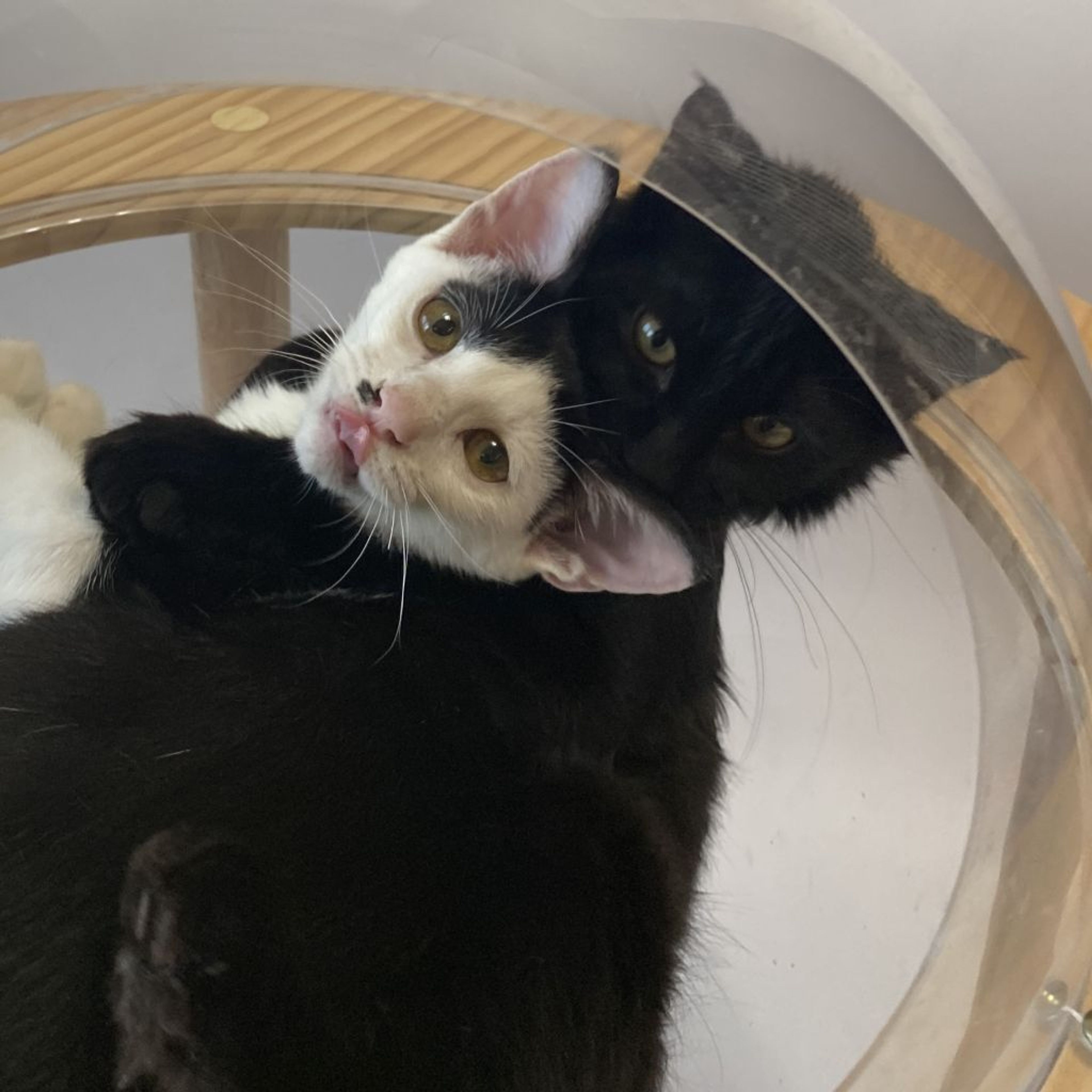 pet-image-8