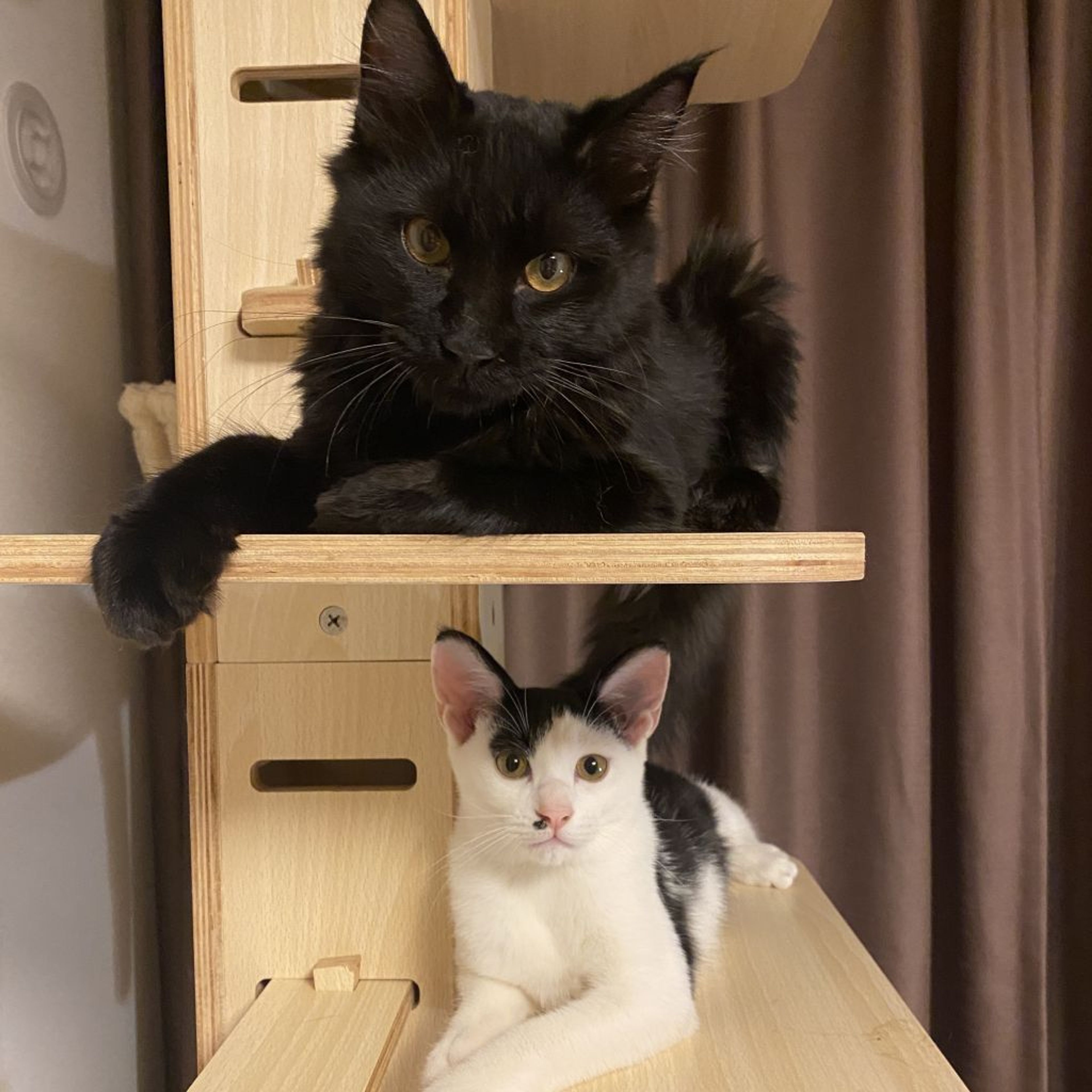 pet-image-5