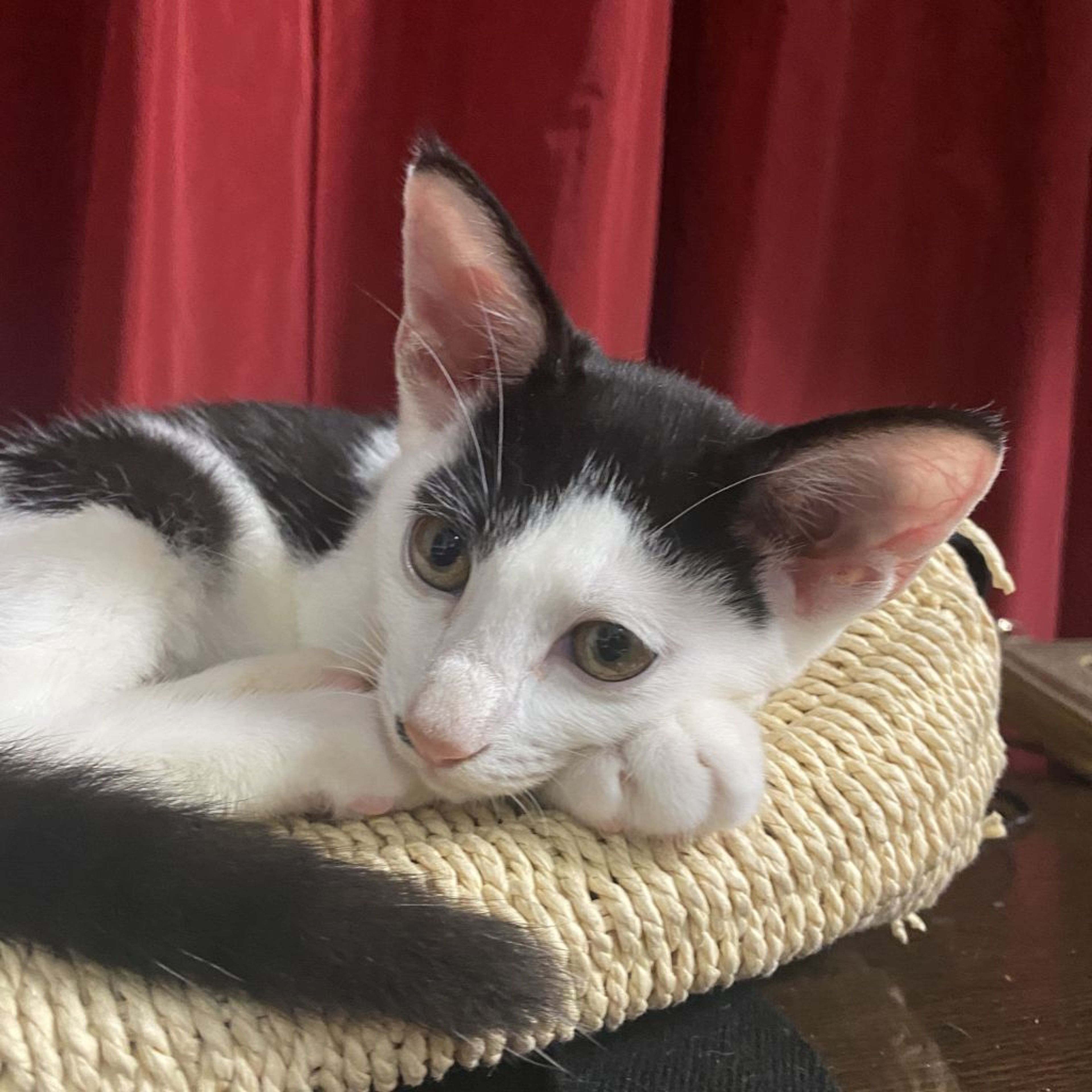pet-image-9